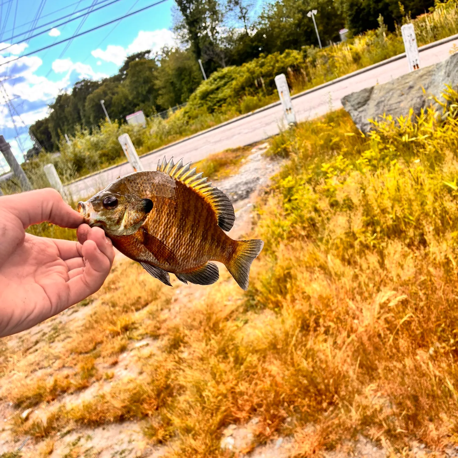 catch