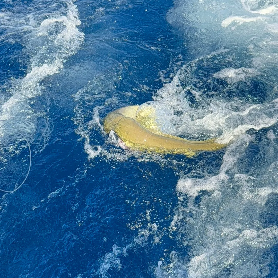 The most recent Leopard moray eel catches on Fishbrain