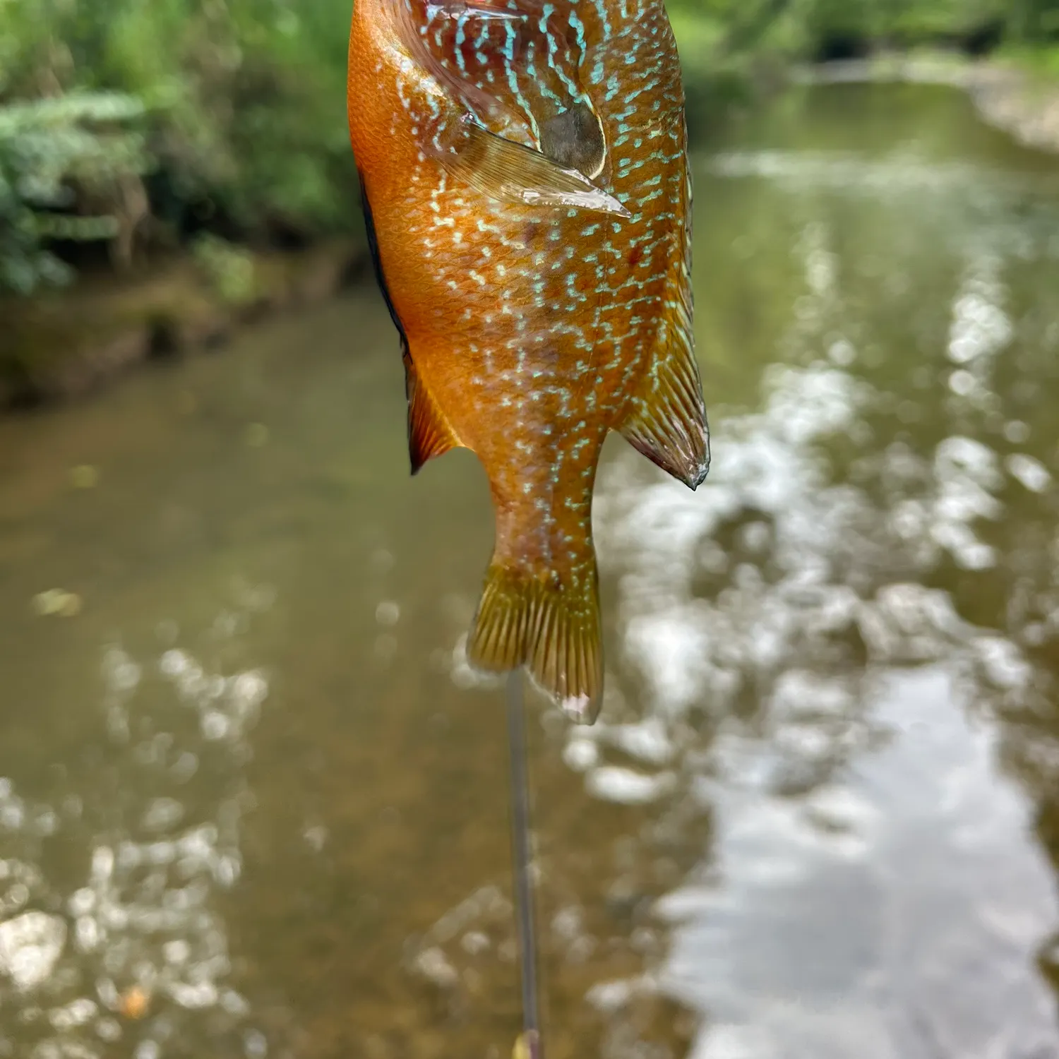 The most recent Swampland longear sunfish catches on Fishbrain