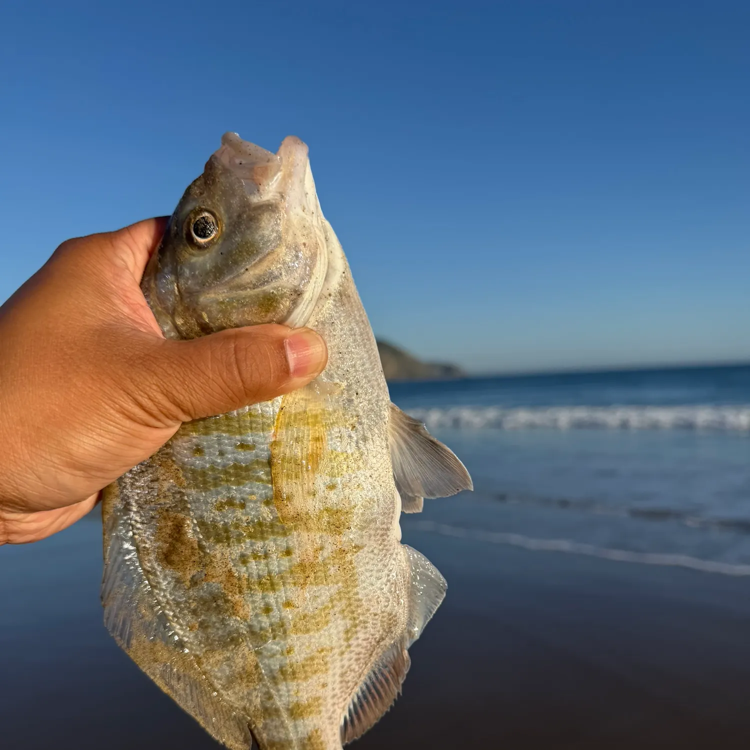 The most recent Barred surfperch catches on Fishbrain