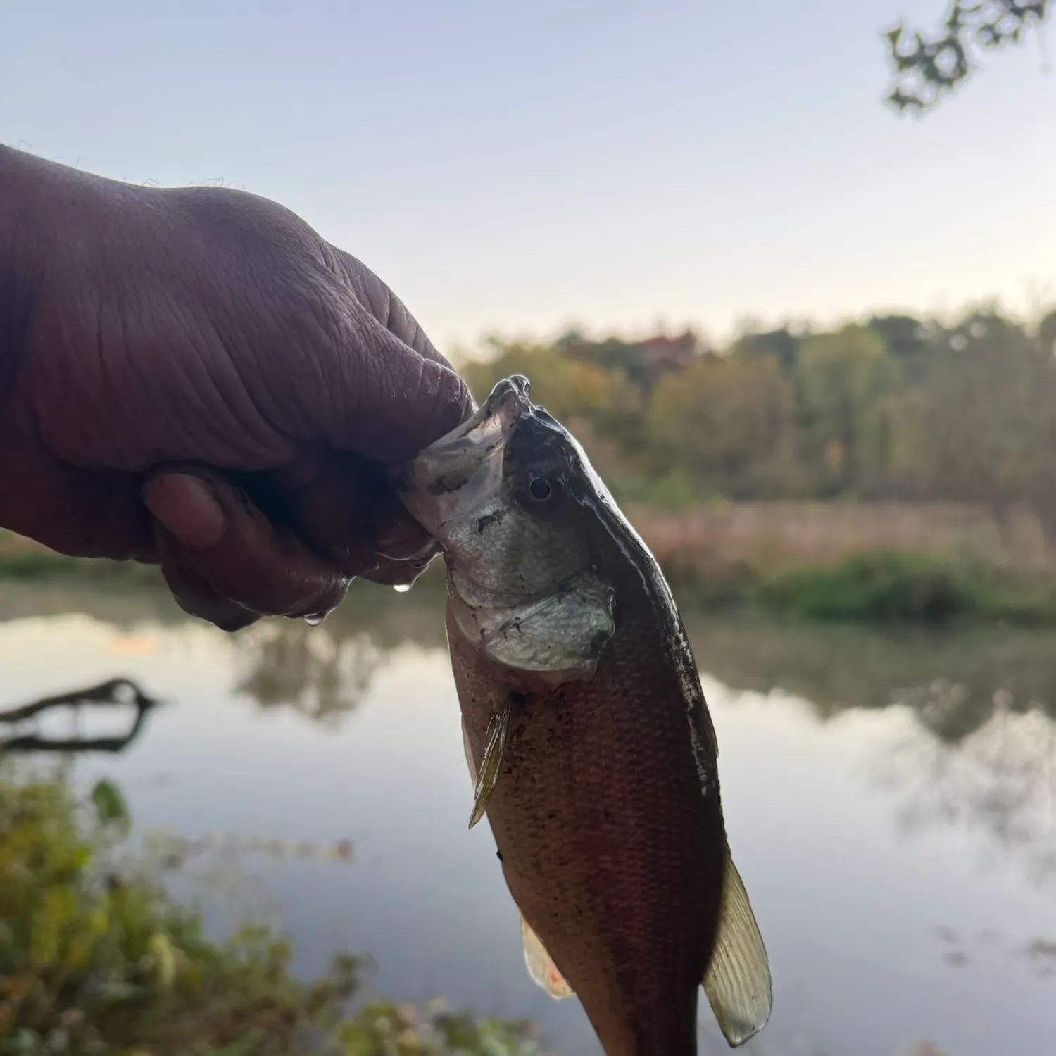 Largemouth bass caught on Fishbrain