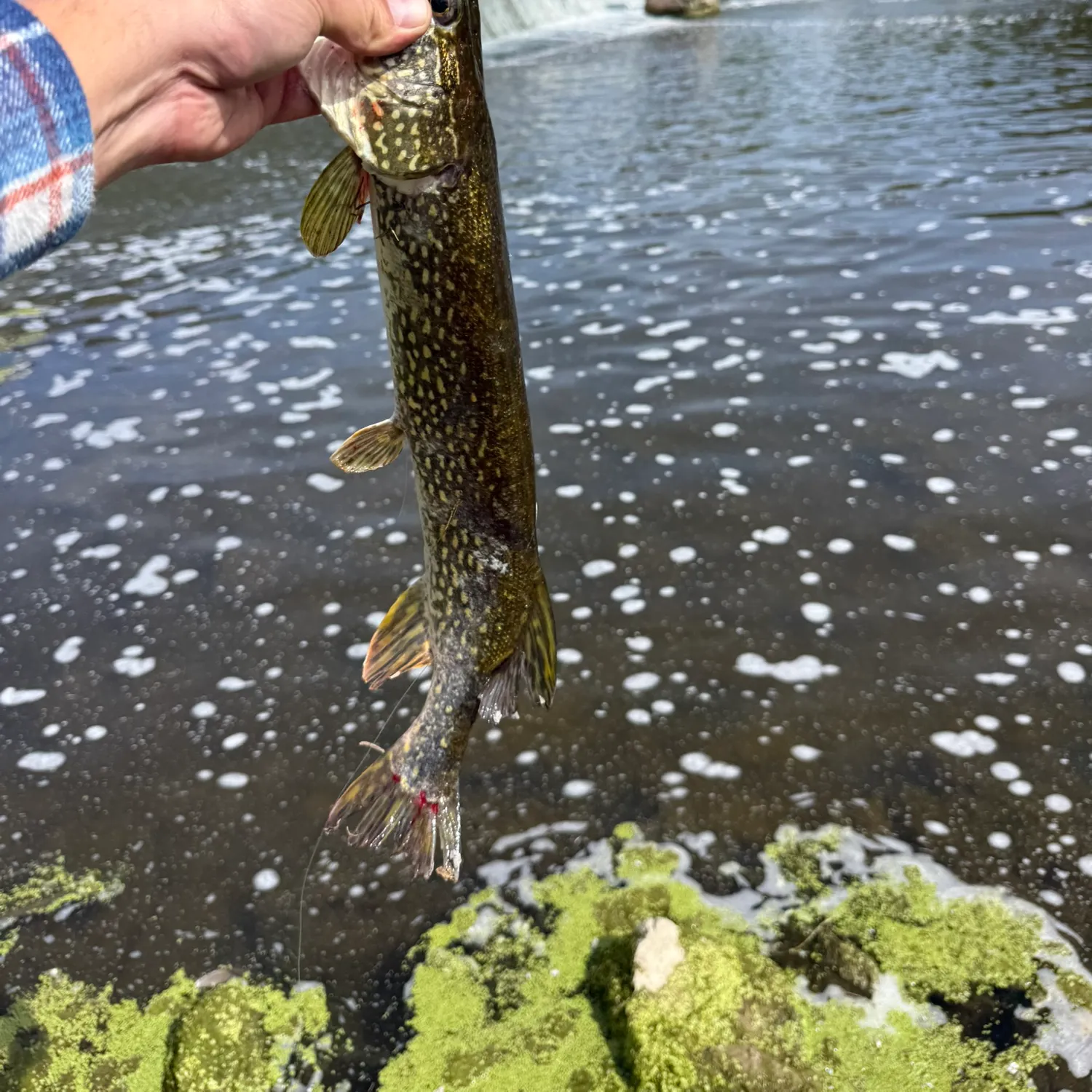 Northern pike caught on Fishbrain