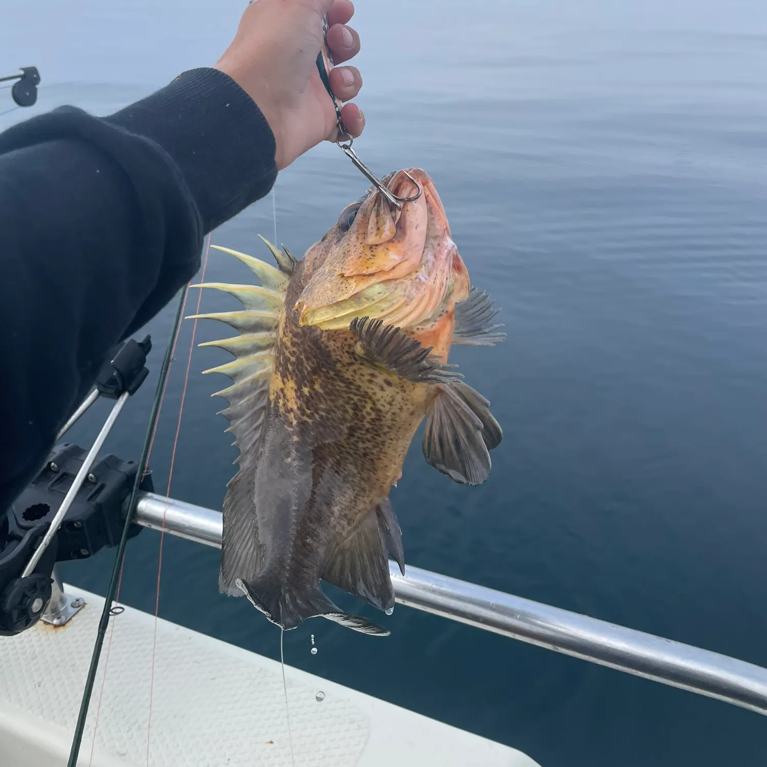 Quillback rockfish caught on Fishbrain