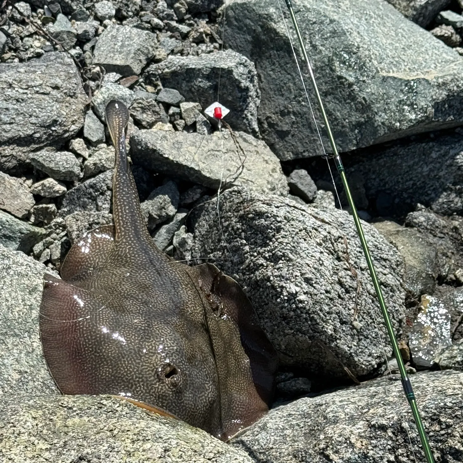 The most recent Haller's round ray catches on Fishbrain