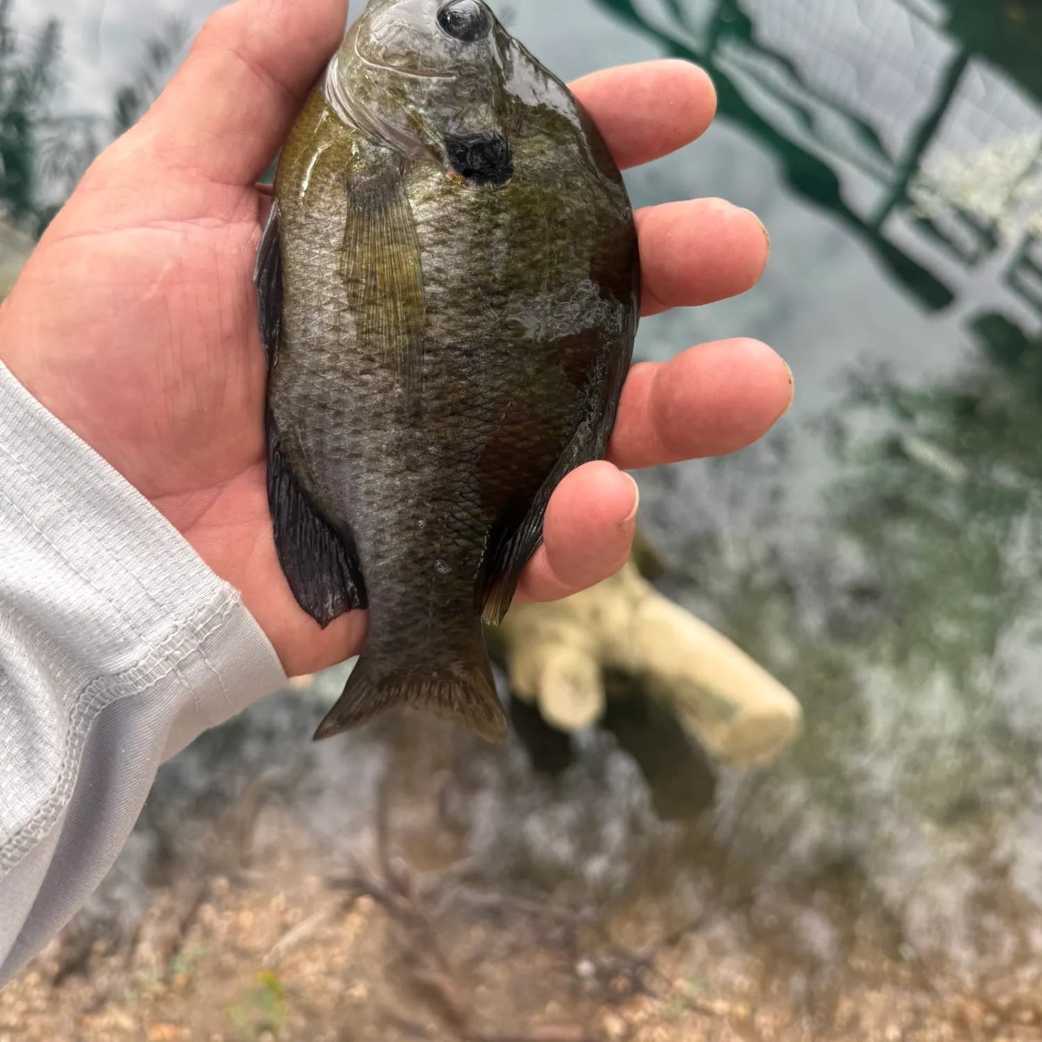 Bluegill caught on Fishbrain