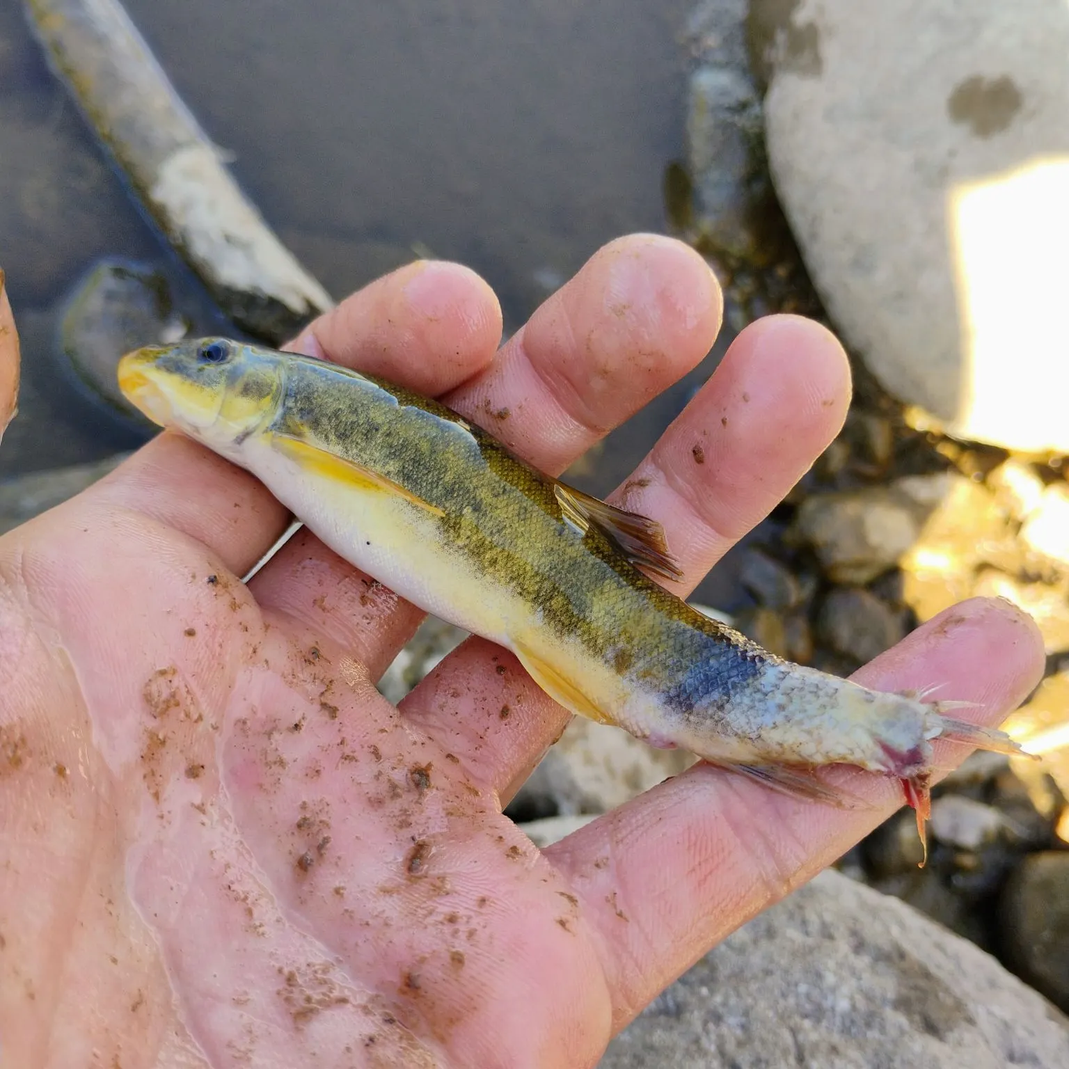 Creek chub caught on Fishbrain