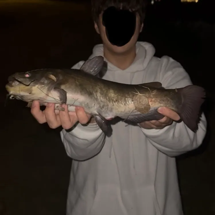 Brown bullhead caught on Fishbrain