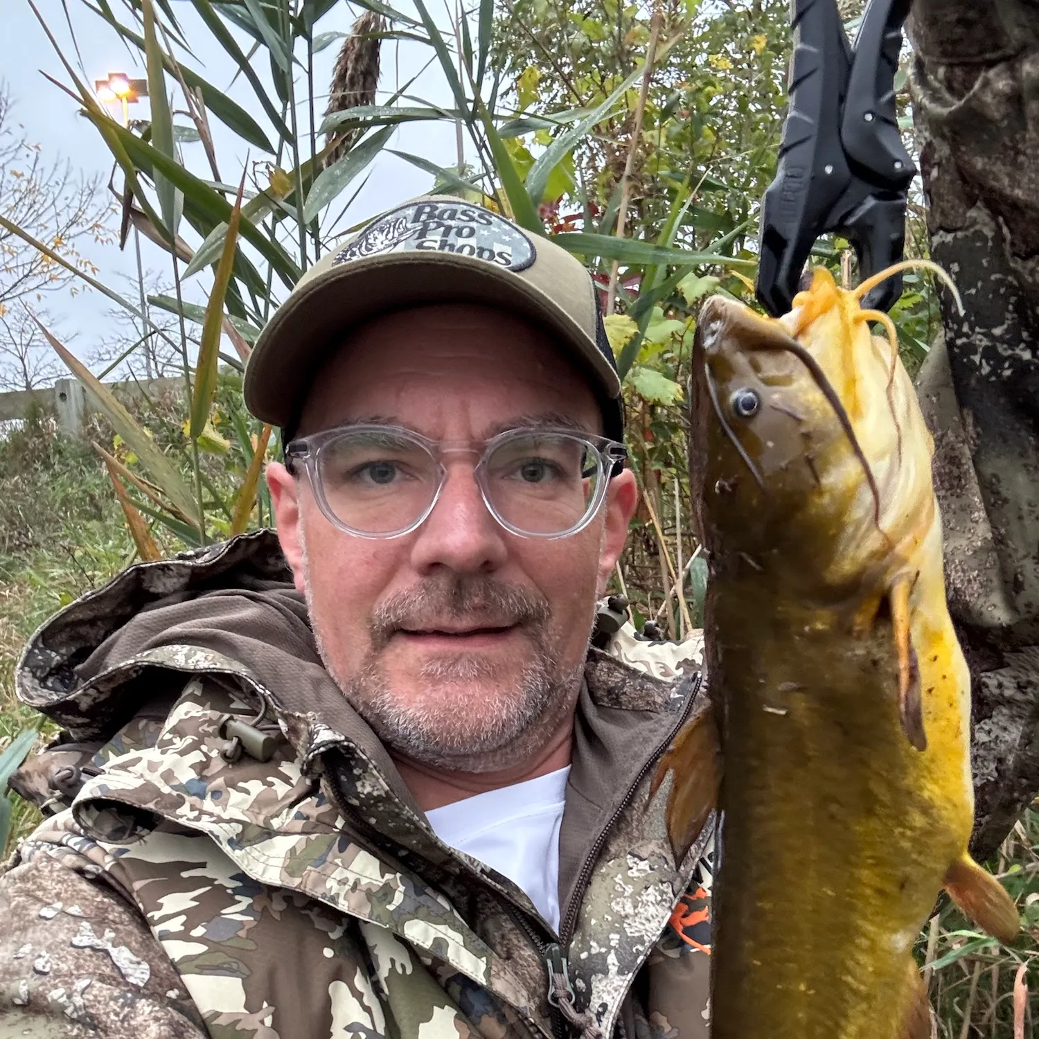 Yellow bullhead caught on Fishbrain