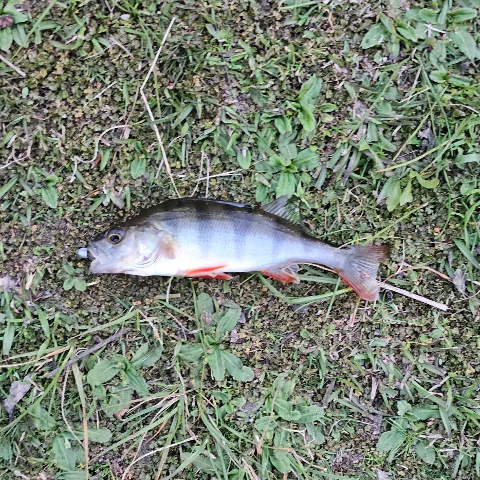 European perch caught on Fishbrain