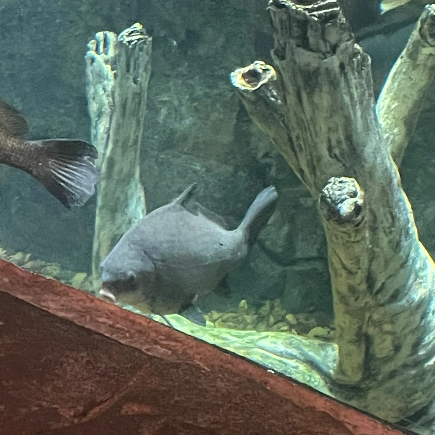 The most recent Black buffalo catches on Fishbrain