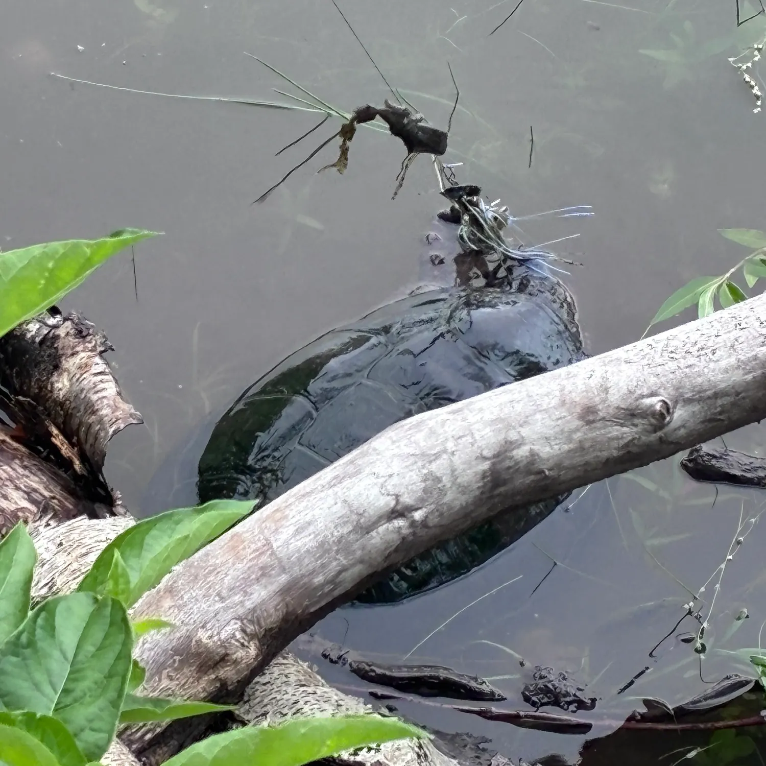 The most recent Common snapping turtle catches on Fishbrain