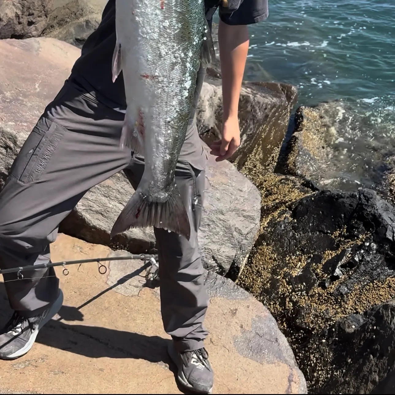 Coho salmon caught on Fishbrain
