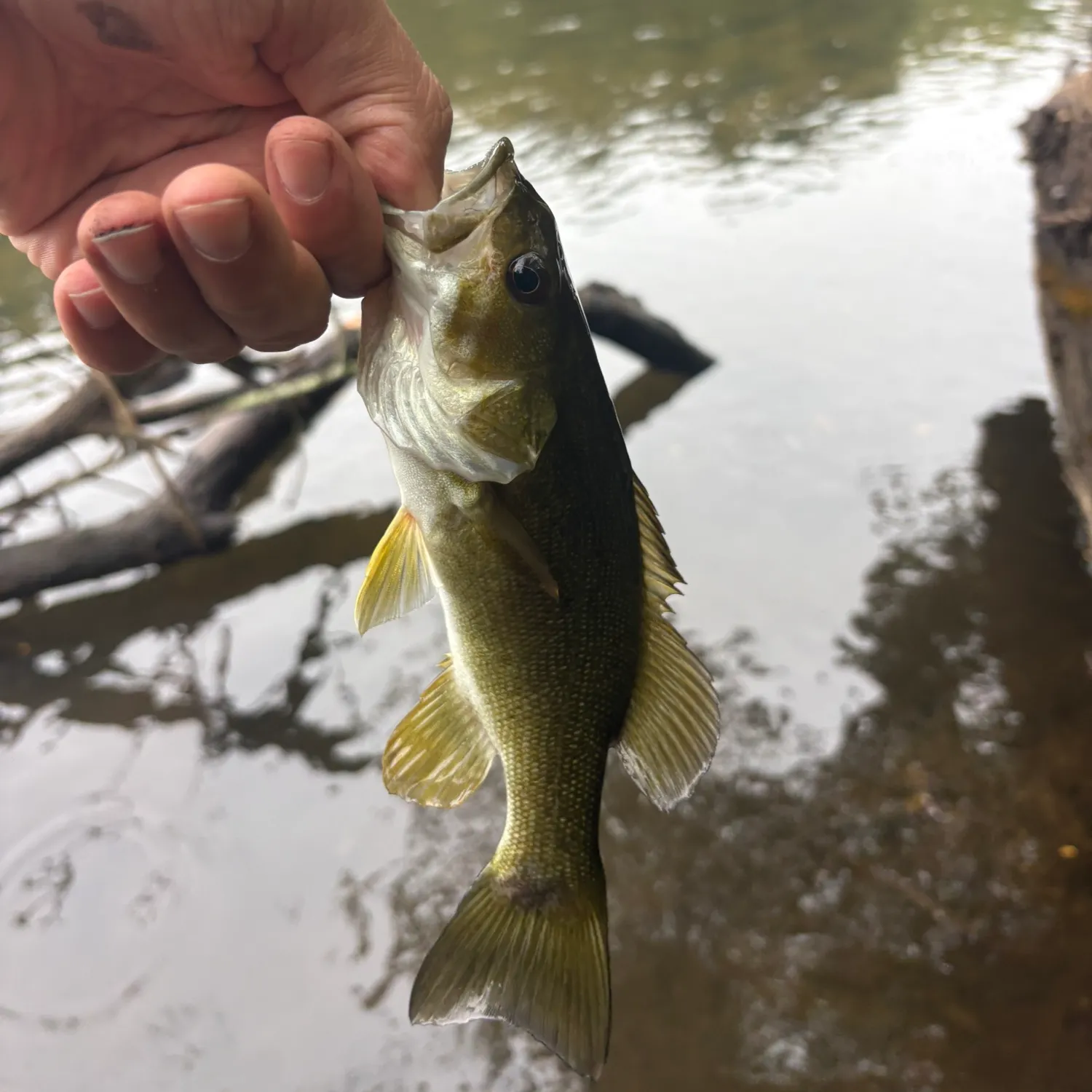 Smallmouth bass caught on Fishbrain