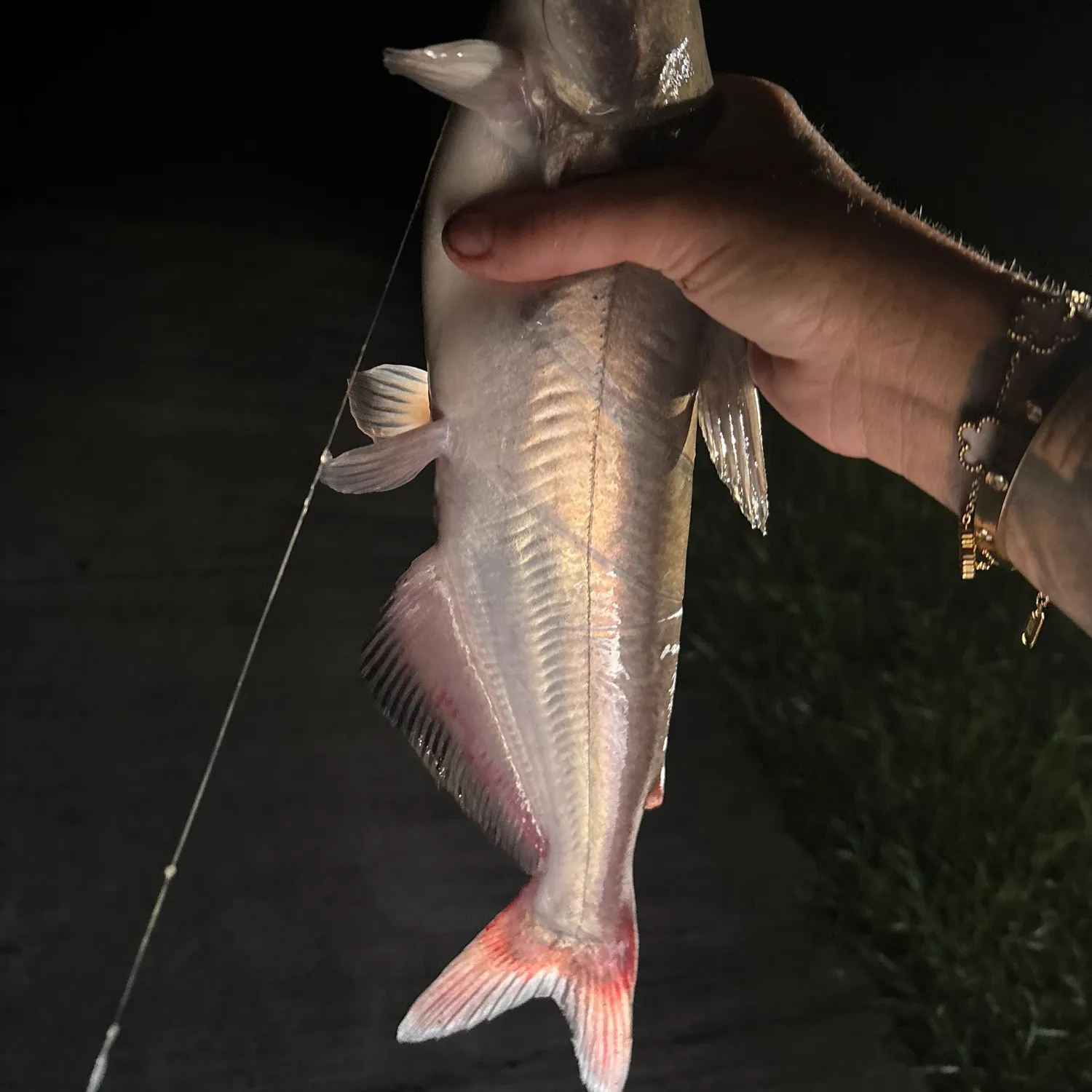 Blue catfish caught on Fishbrain