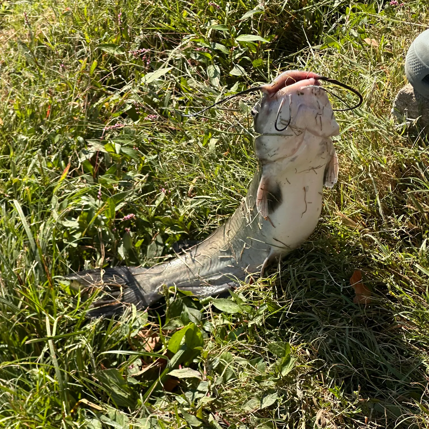 Channel catfish caught on Fishbrain