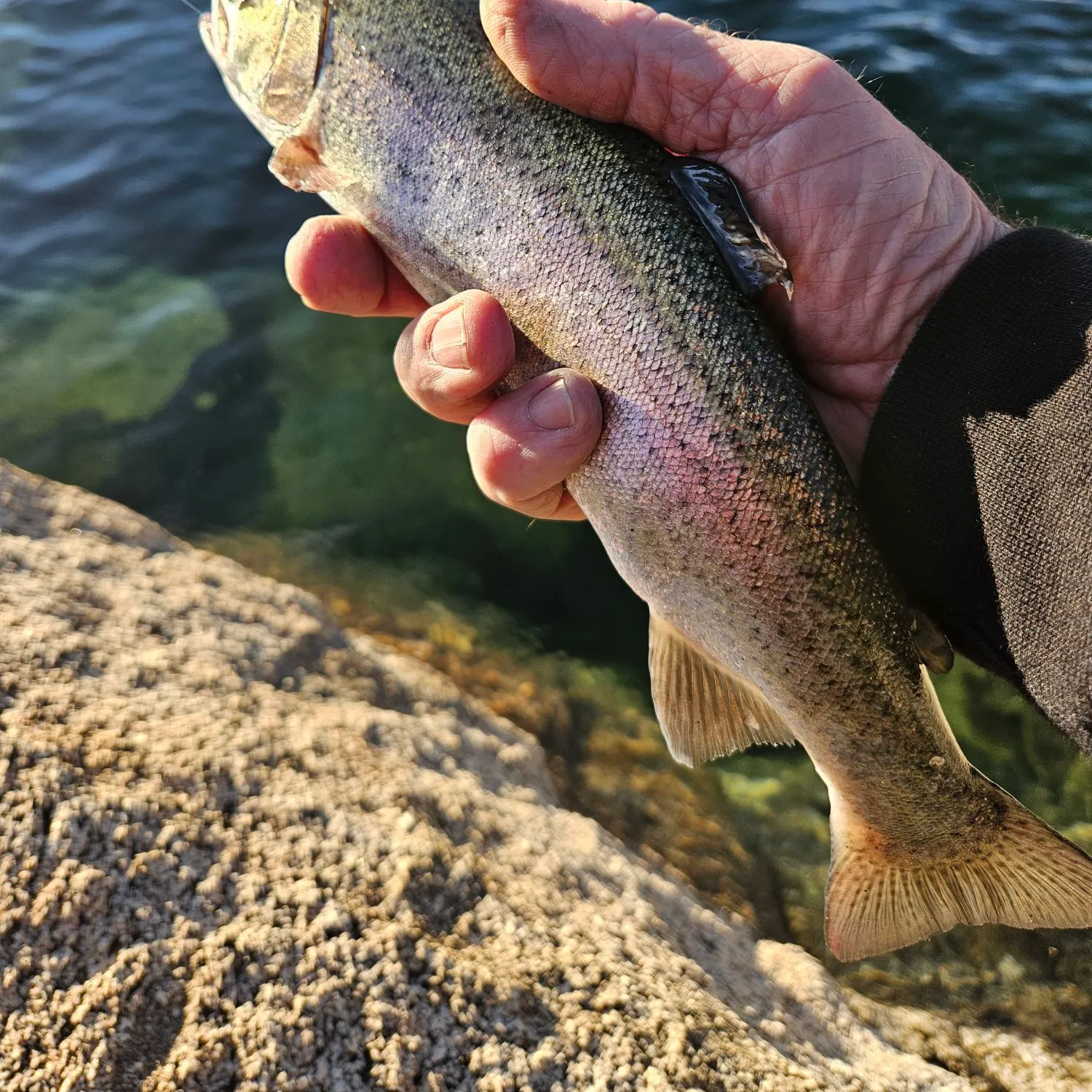 Rainbow trout caught on Fishbrain