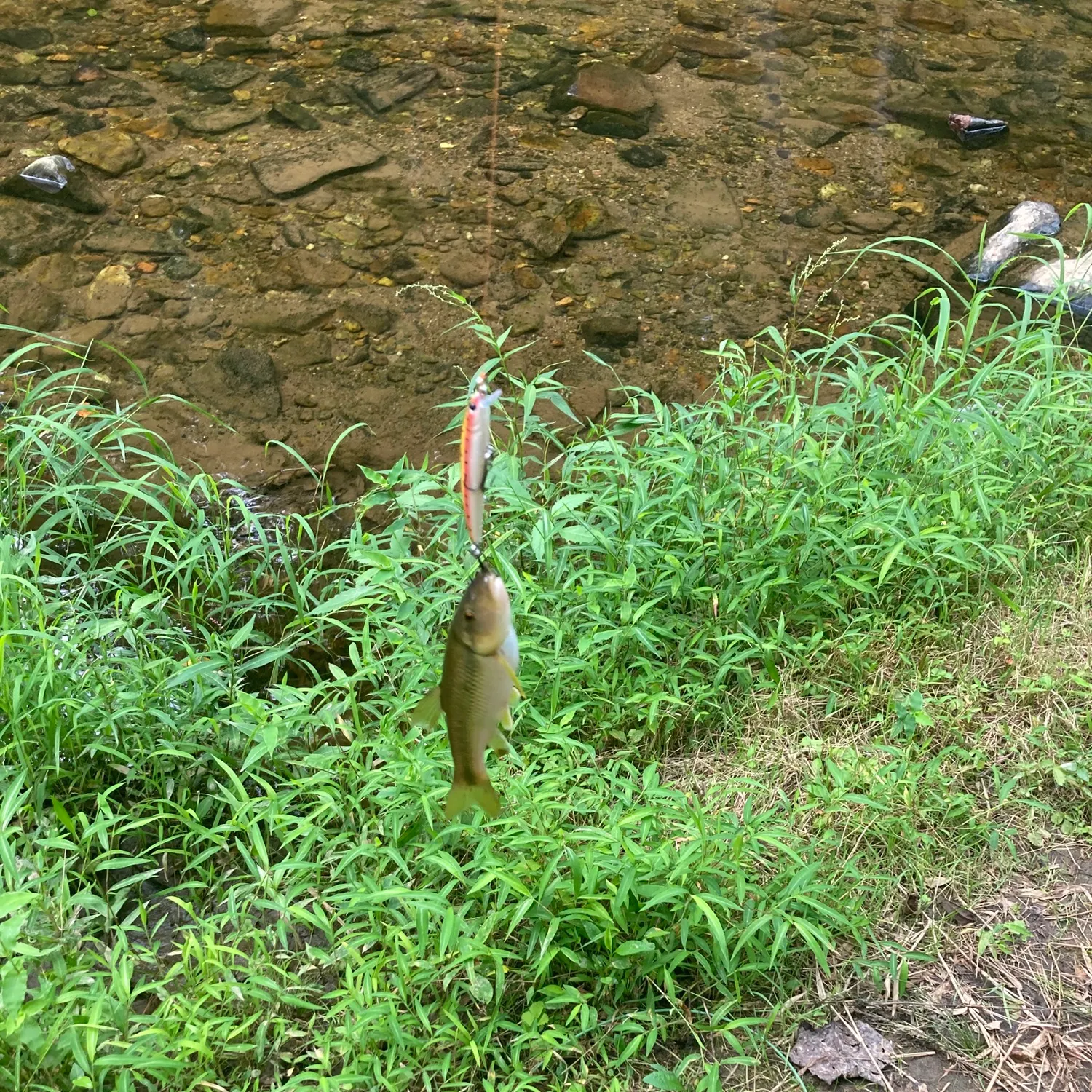 Brown trout caught on Fishbrain