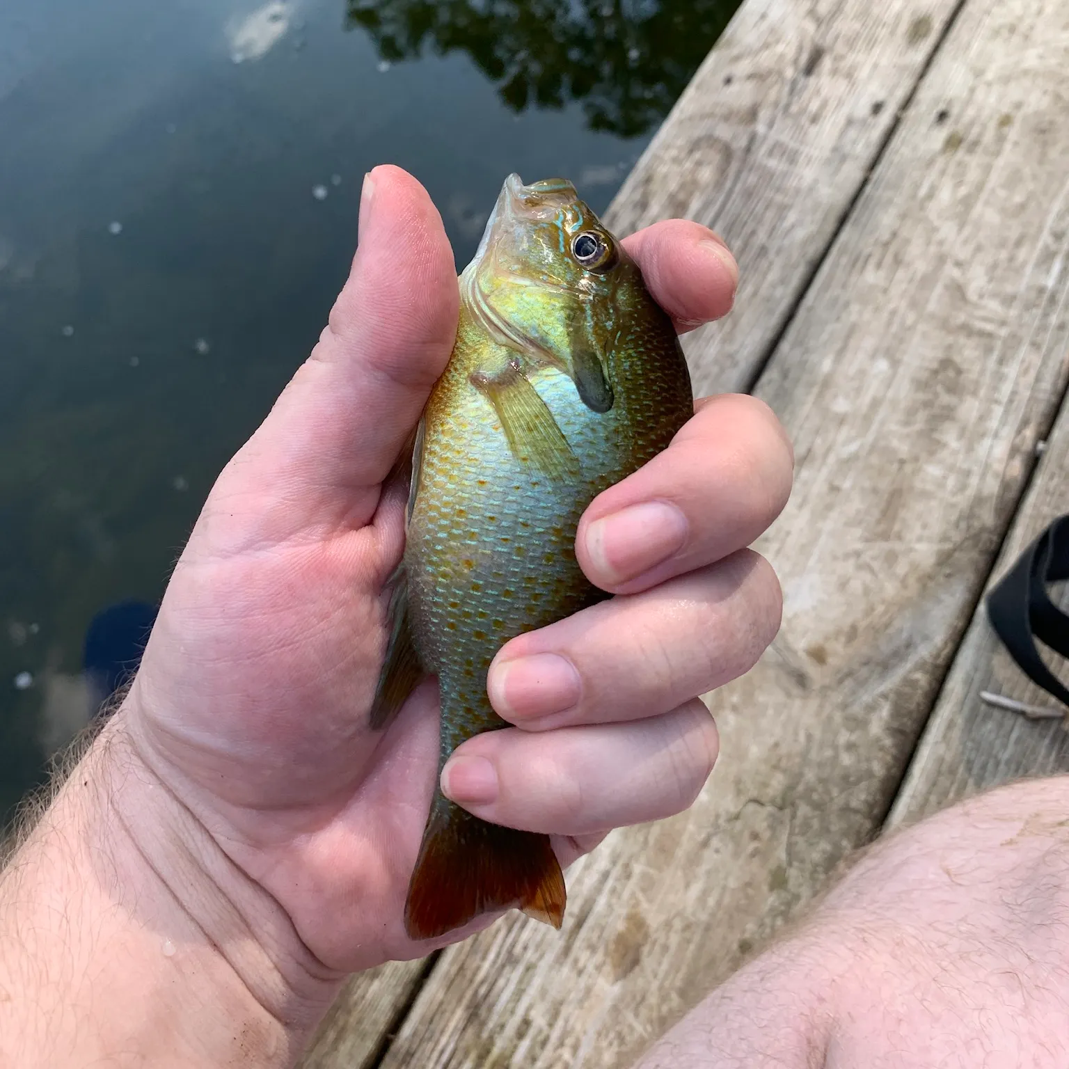 The most recent Bluegill catches on Fishbrain