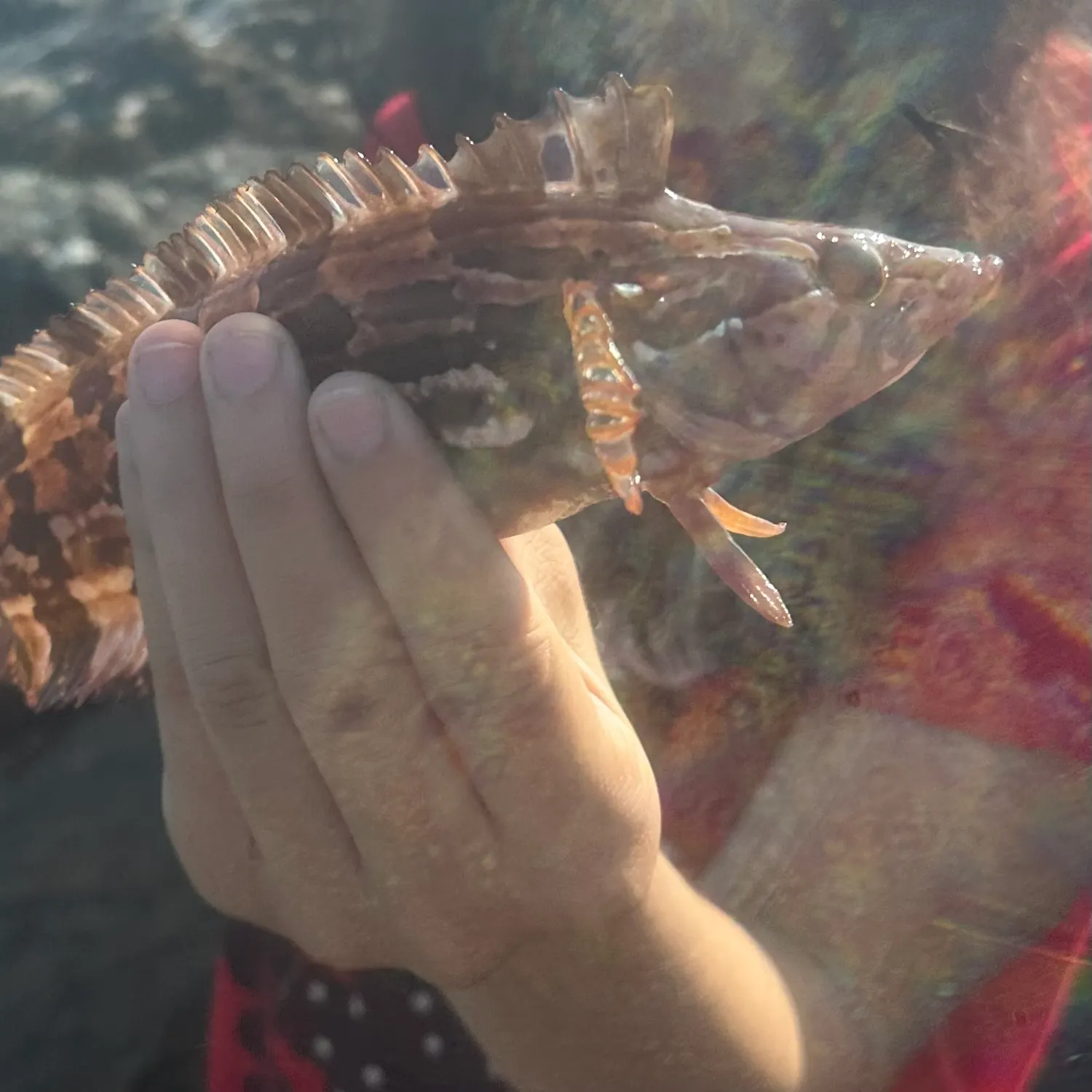 The most recent Giant kelpfish catches on Fishbrain
