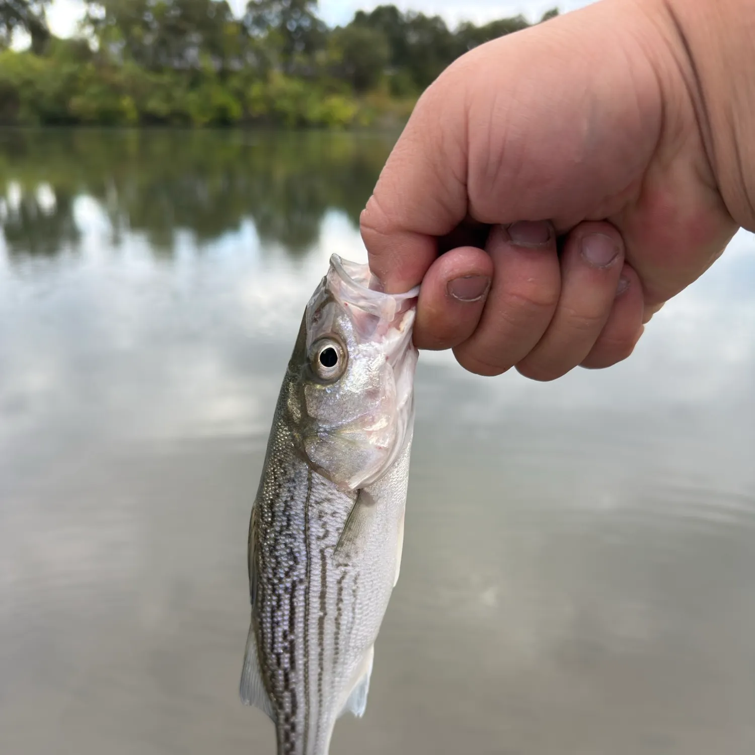 Striped bass caught on Fishbrain