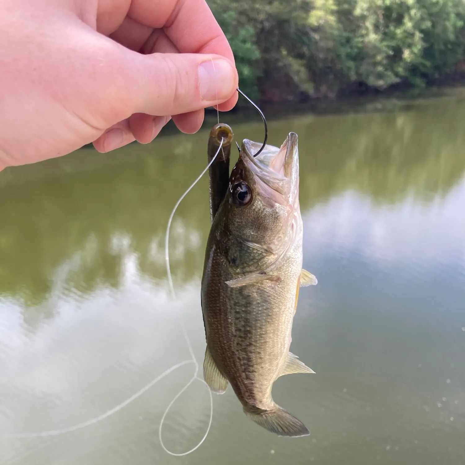 Largemouth bass caught on Fishbrain