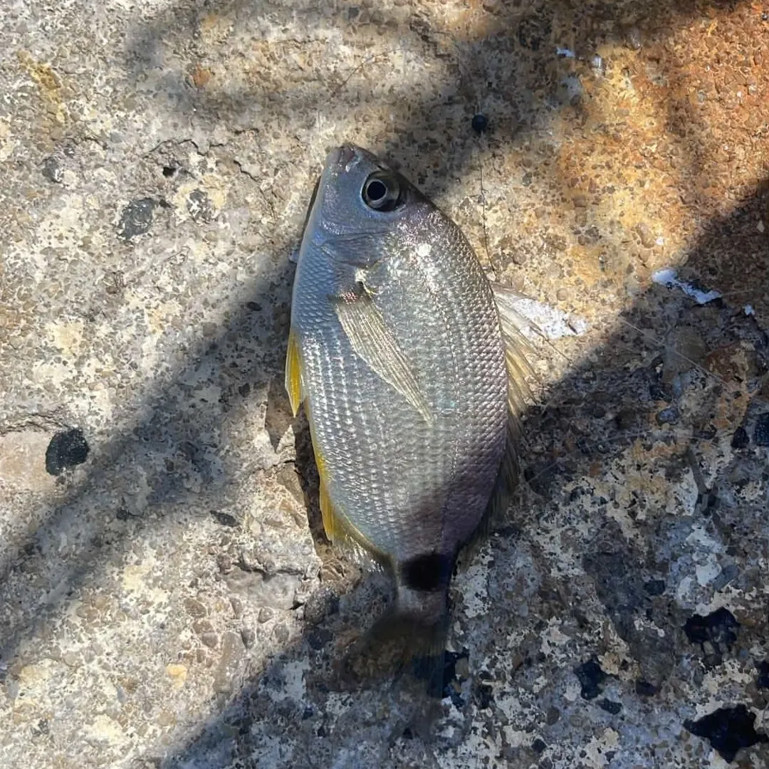 White seabream caught on Fishbrain