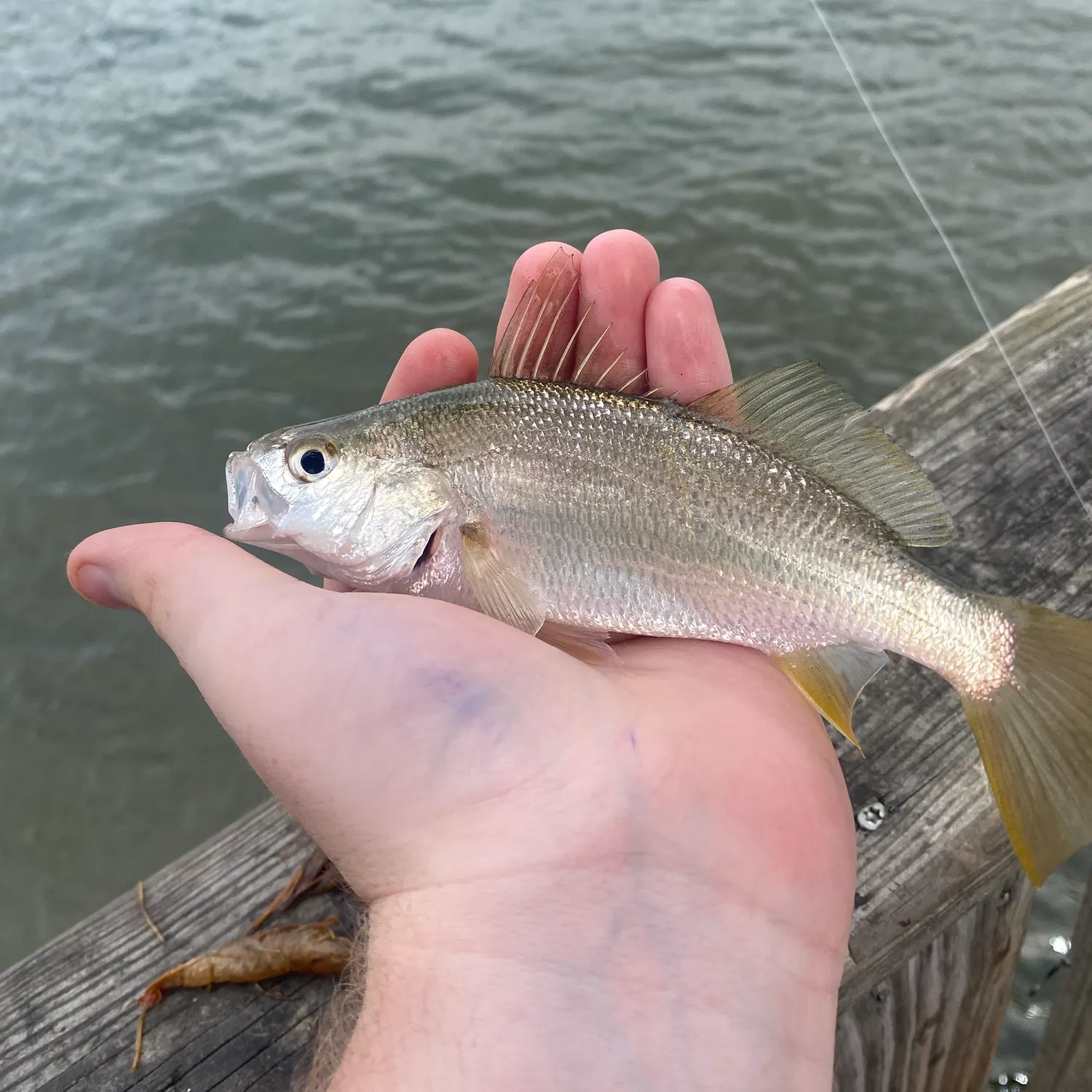 The most recent Silver perch catches on Fishbrain