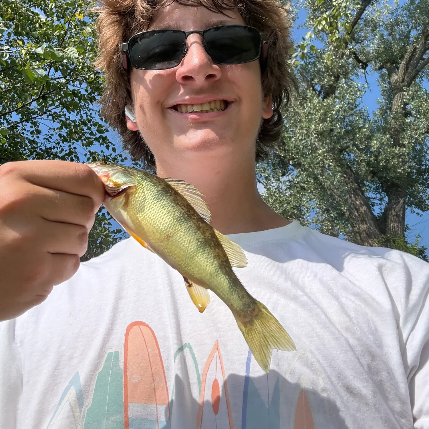 Yellow perch caught on Fishbrain