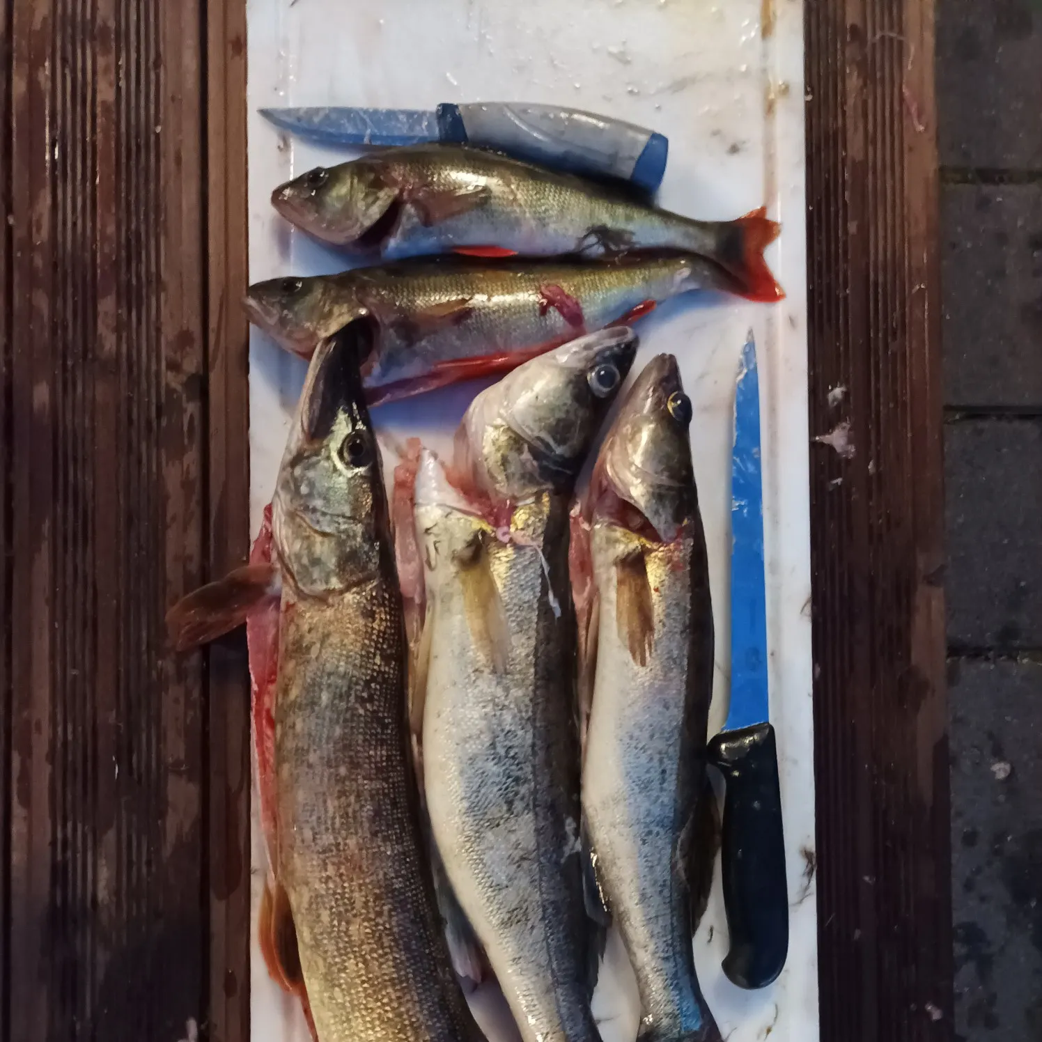 recently logged catches