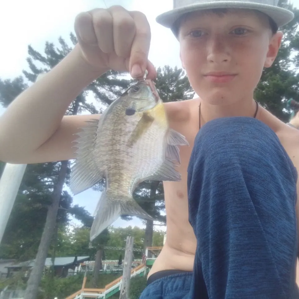 Bluegill caught on Fishbrain