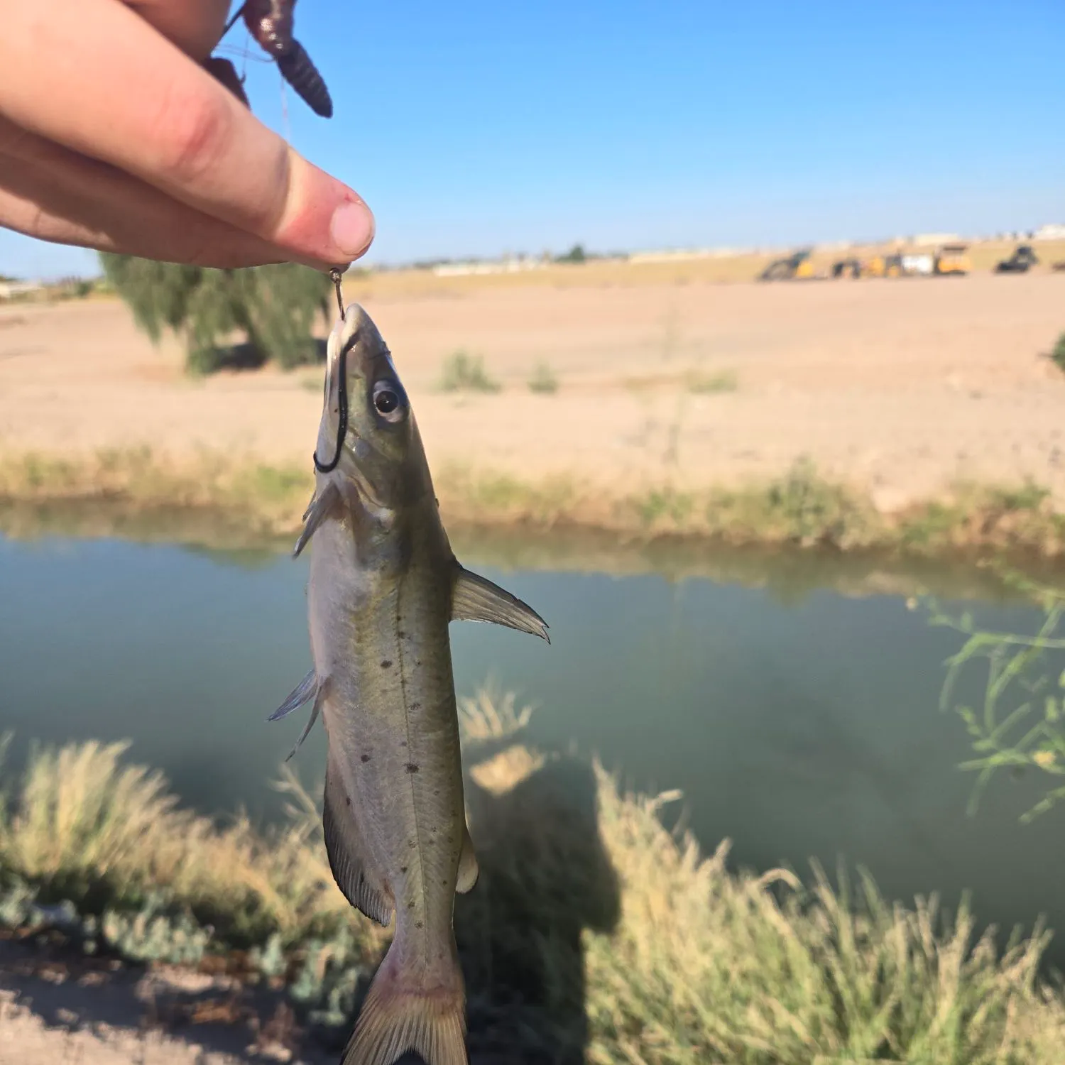 The most recent Channel catfish catches on Fishbrain