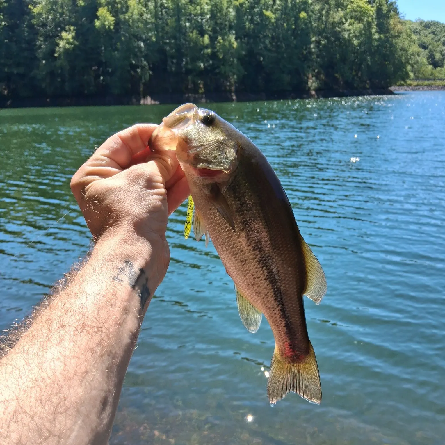 Fish caught on Fishbrain