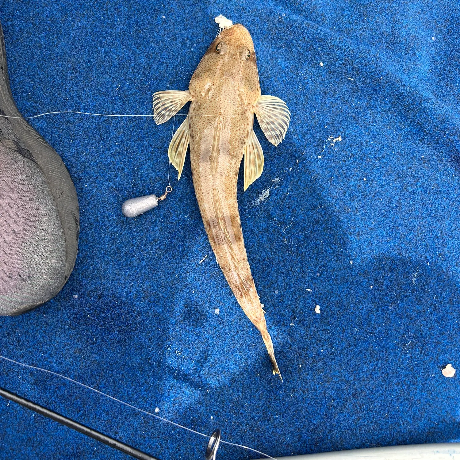 The most recent Sand flathead catches on Fishbrain