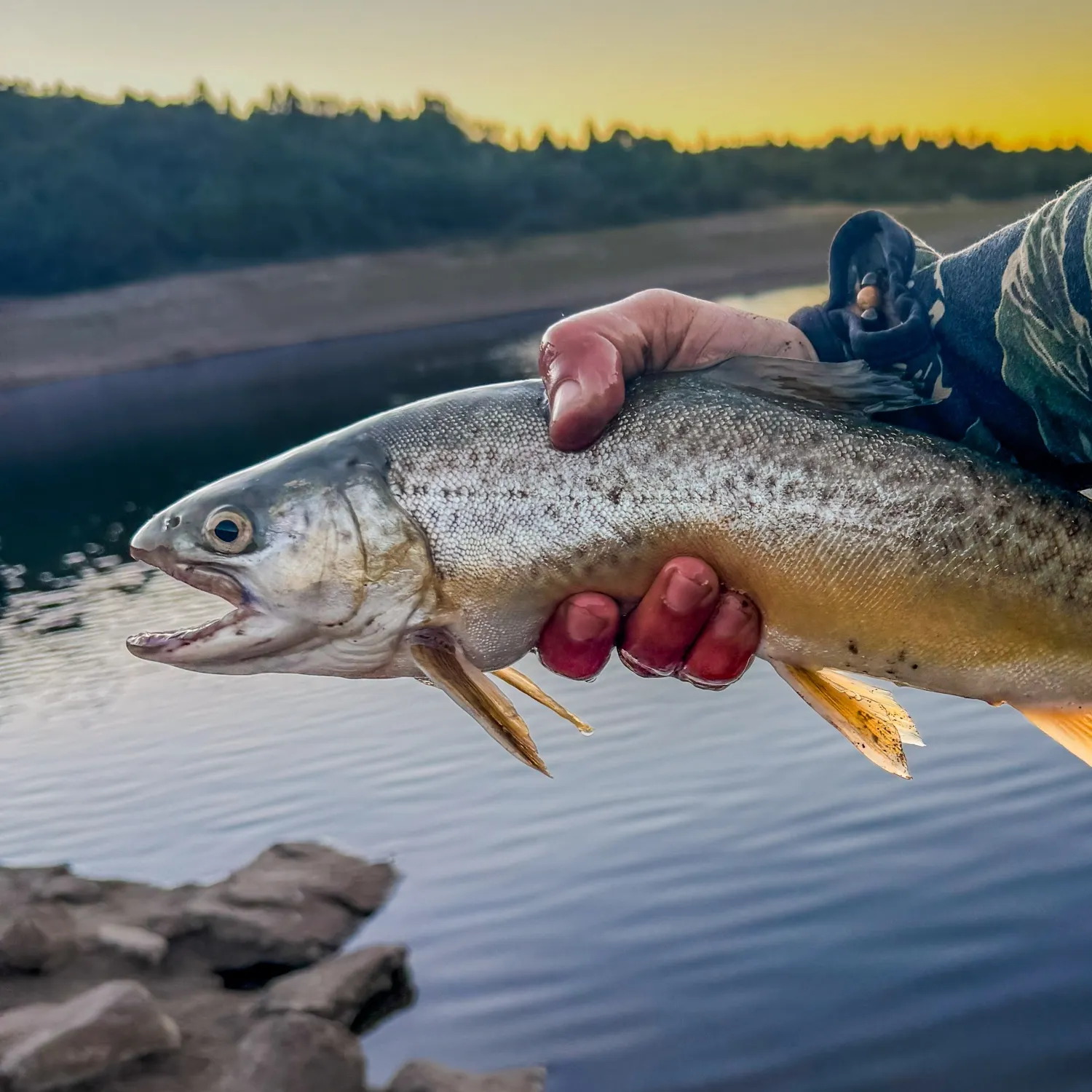 Tiger trout caught on Fishbrain