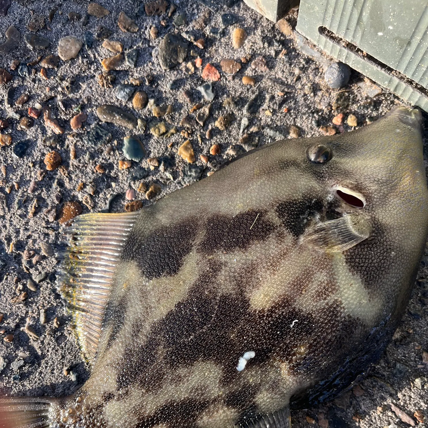 The most recent Fan-bellied leatherjacket catches on Fishbrain