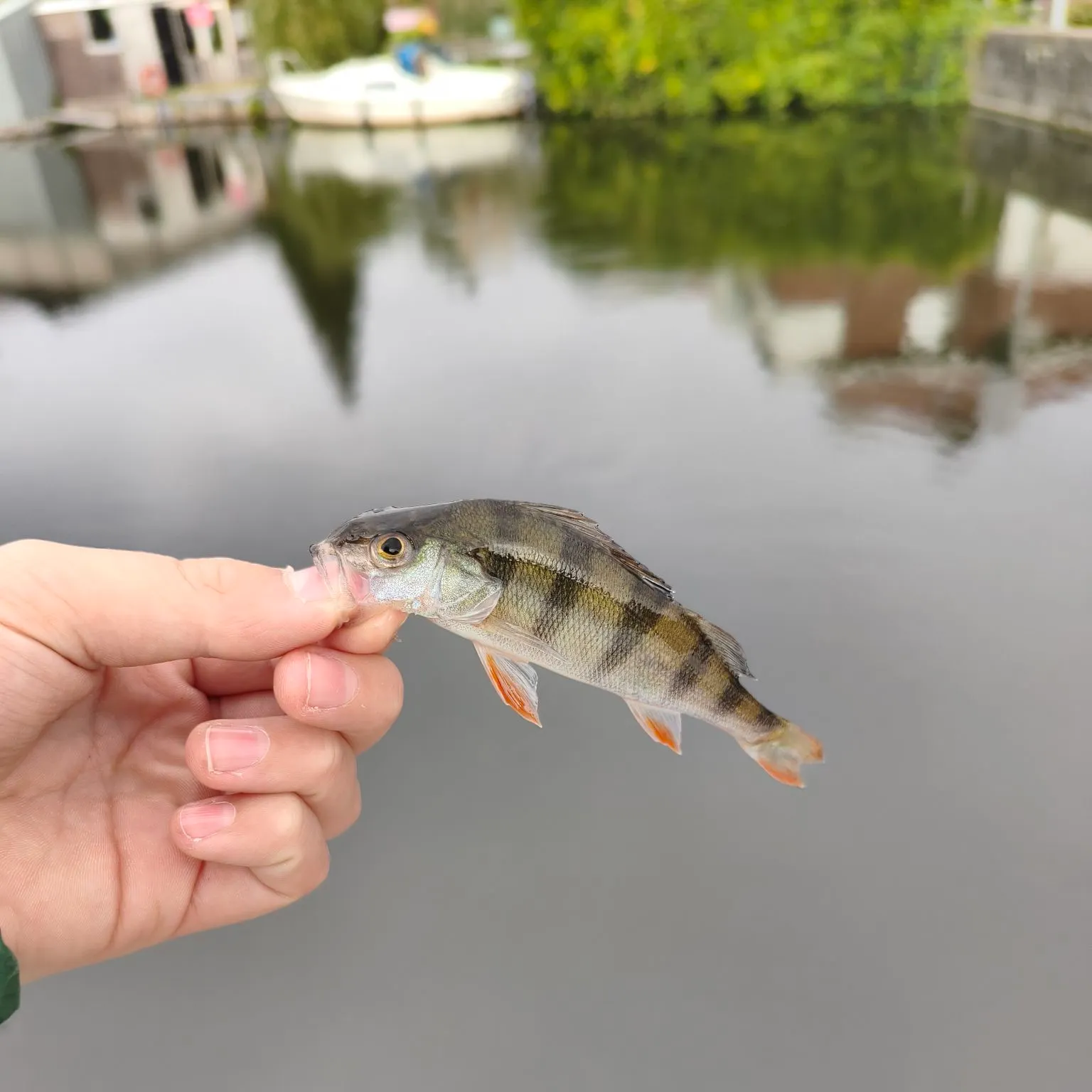 European perch caught on Fishbrain