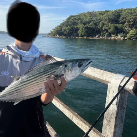 The most recent Striped bonito catches on Fishbrain