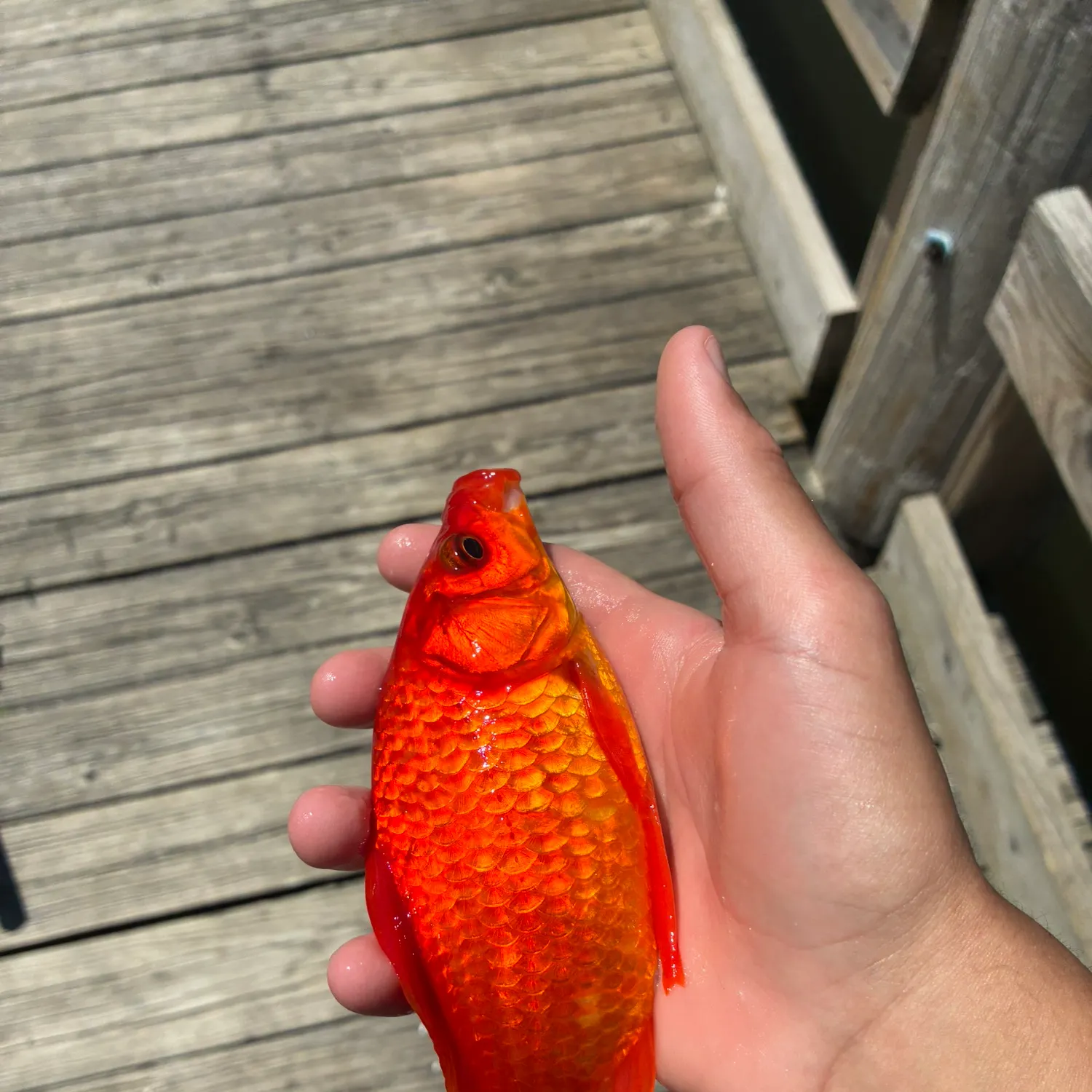 The most recent Goldfish catches on Fishbrain