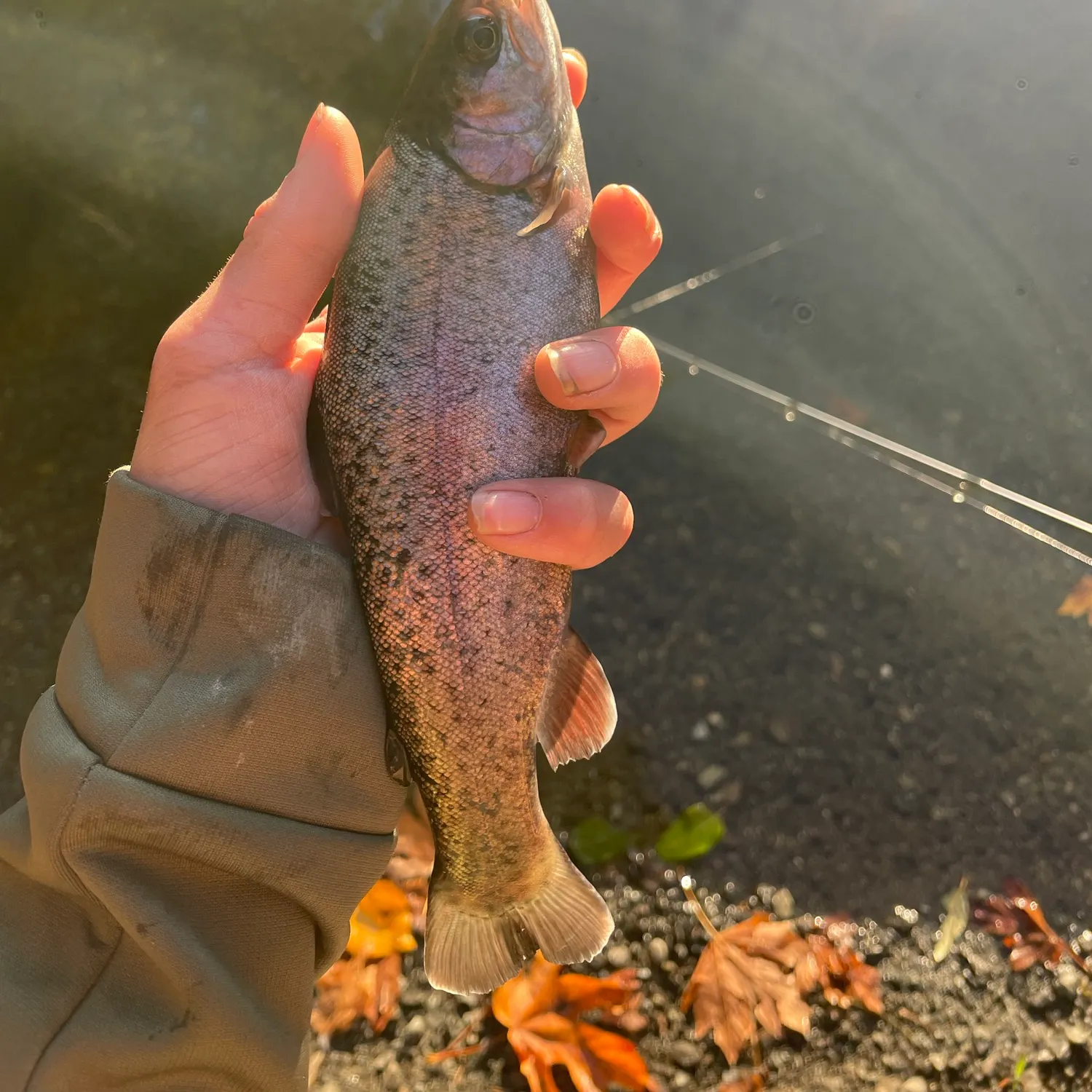 Rainbow trout caught on Fishbrain