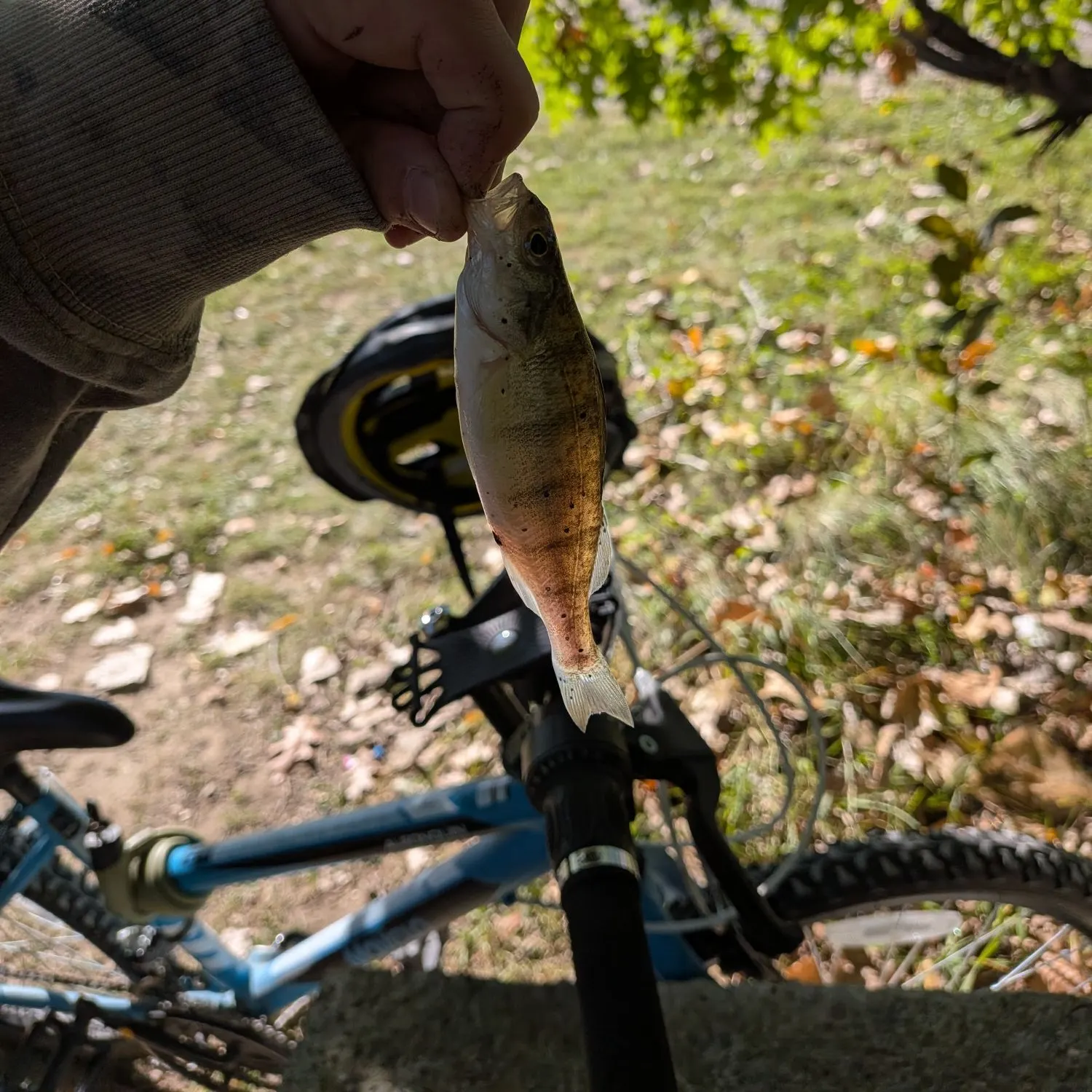 Fish caught on Fishbrain