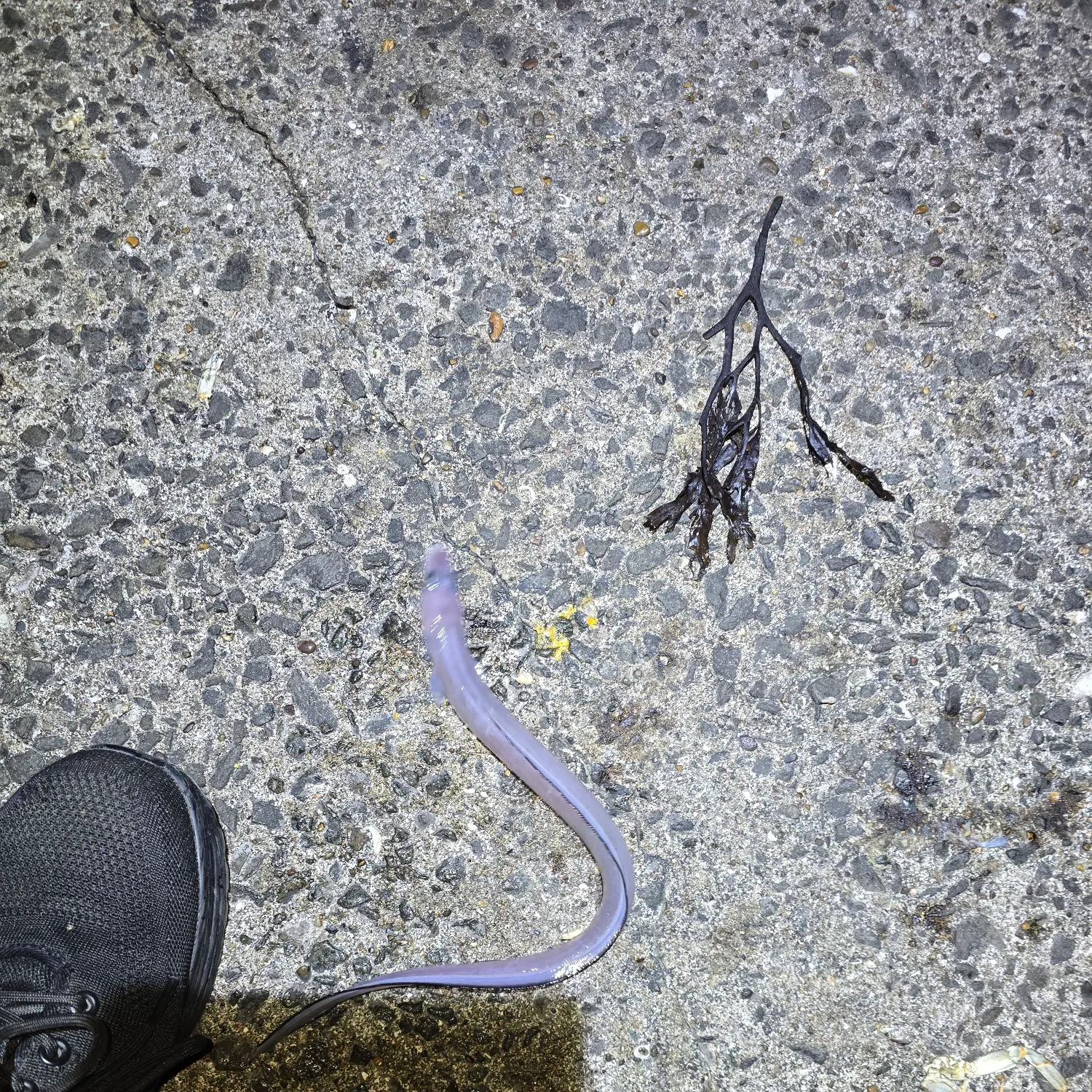 The most recent European conger catches on Fishbrain