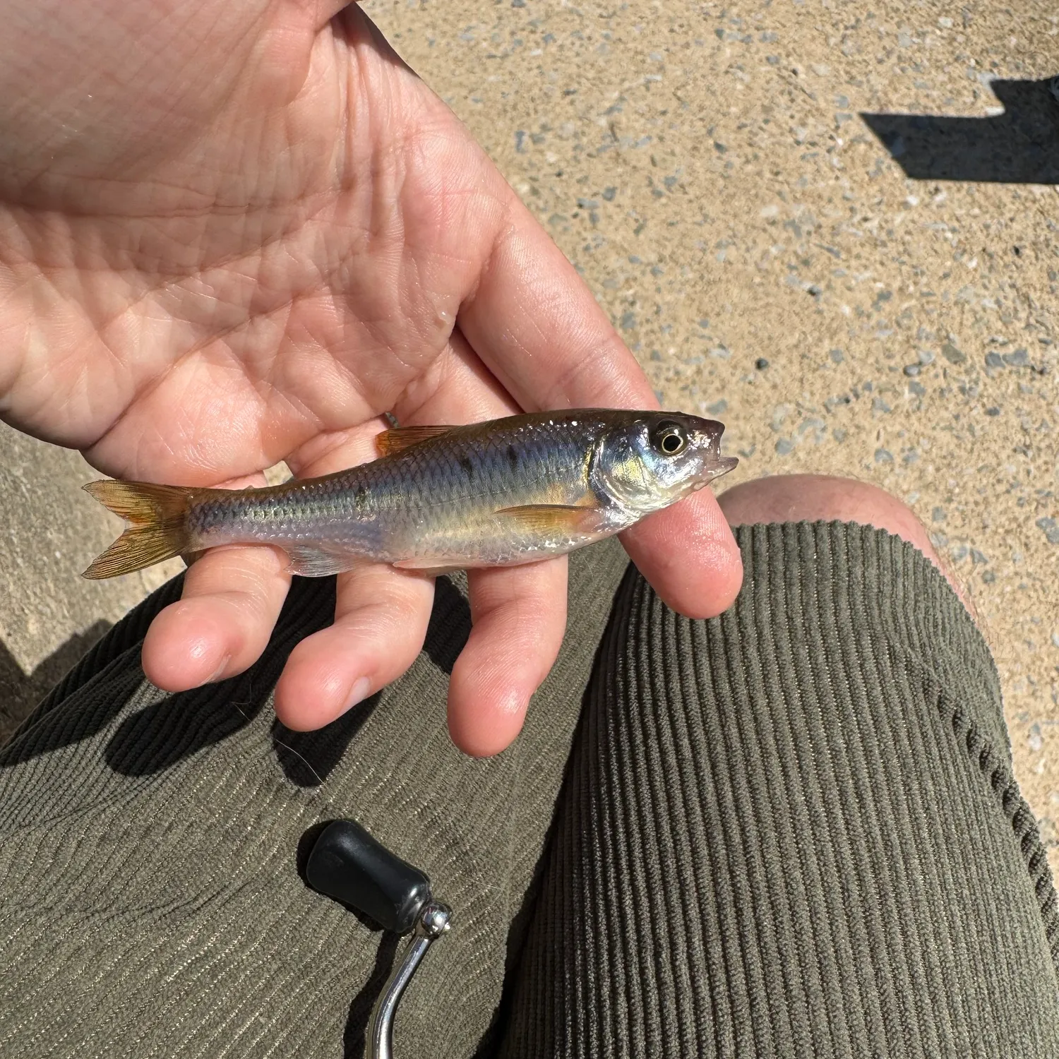 Common shiner caught on Fishbrain