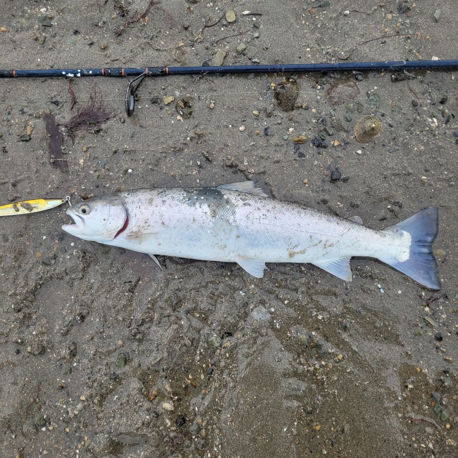 The most recent Sea trout catches on Fishbrain