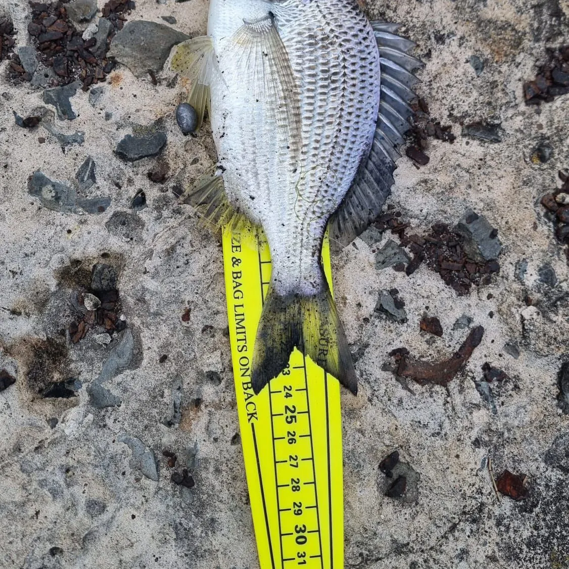 The most recent Surf bream catches on Fishbrain