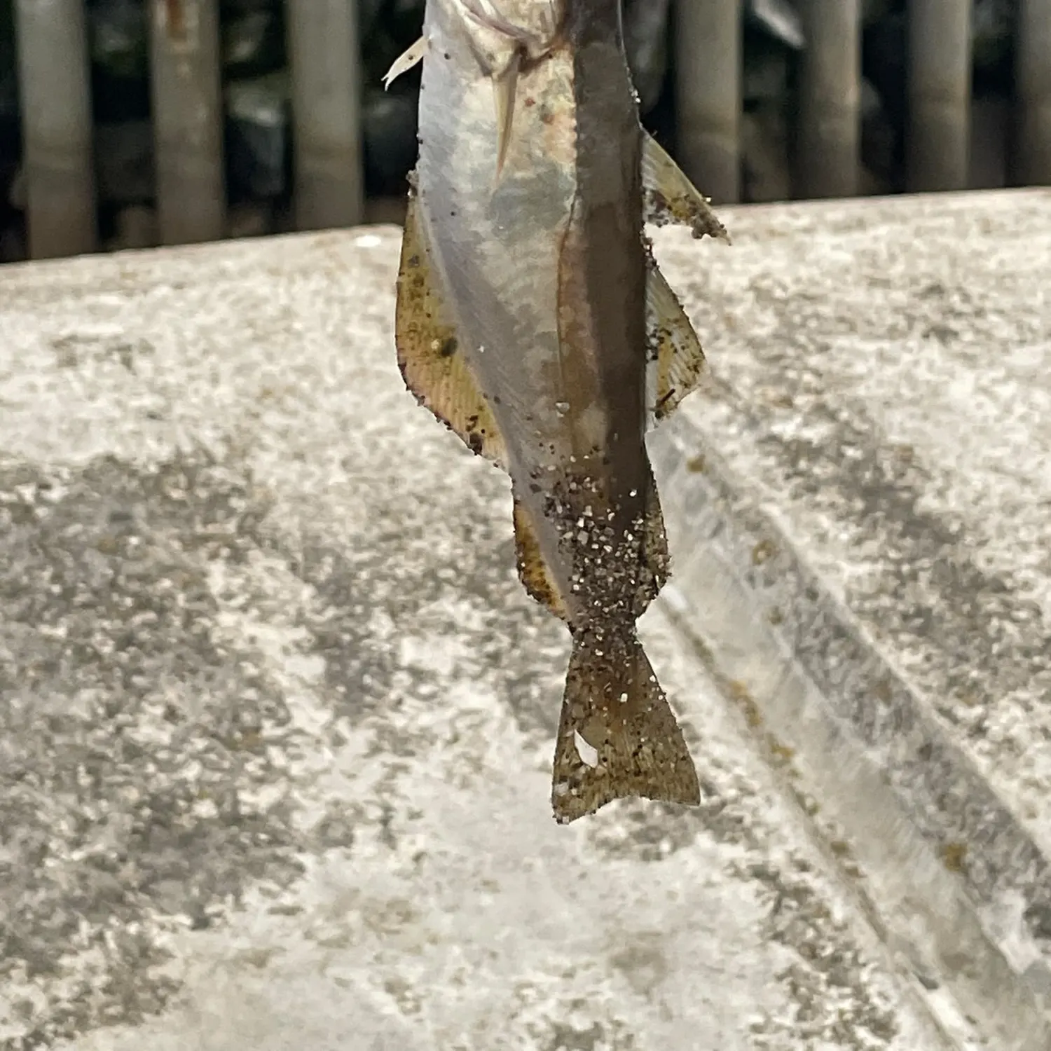 Pollack caught on Fishbrain