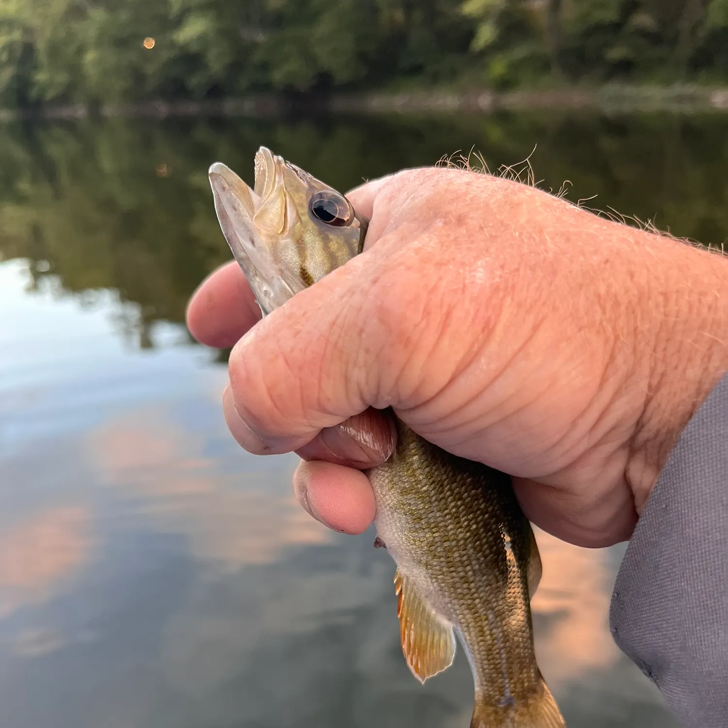 Smallmouth bass caught on Fishbrain