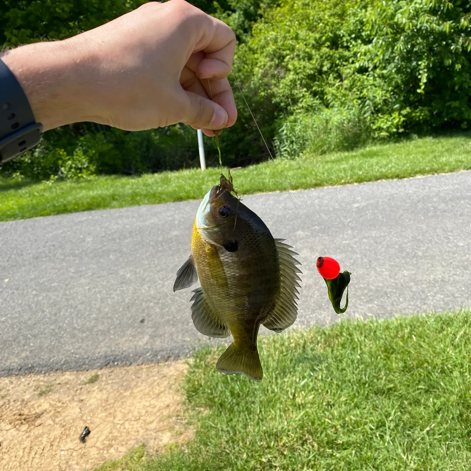 recently logged catches