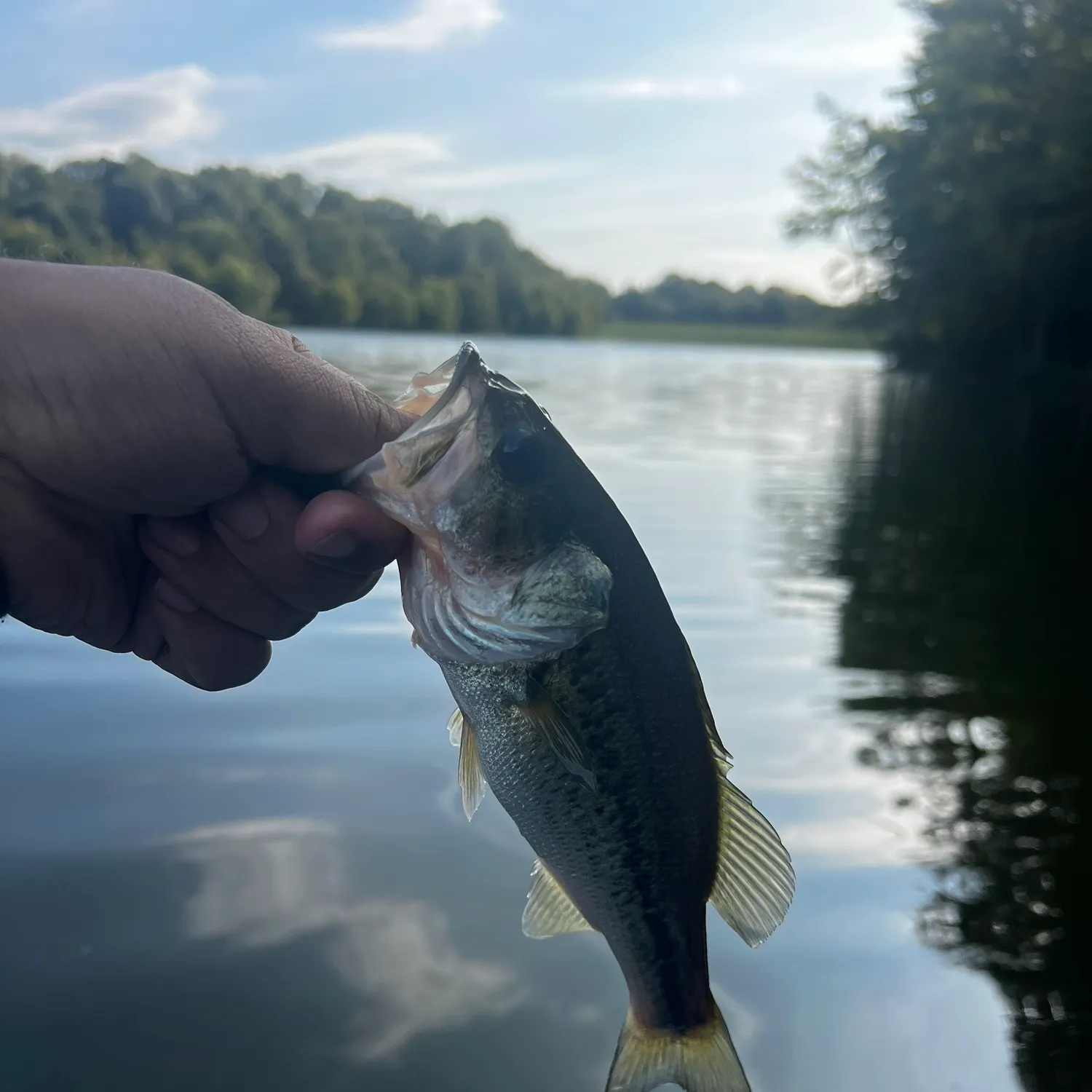Largemouth bass caught on Fishbrain