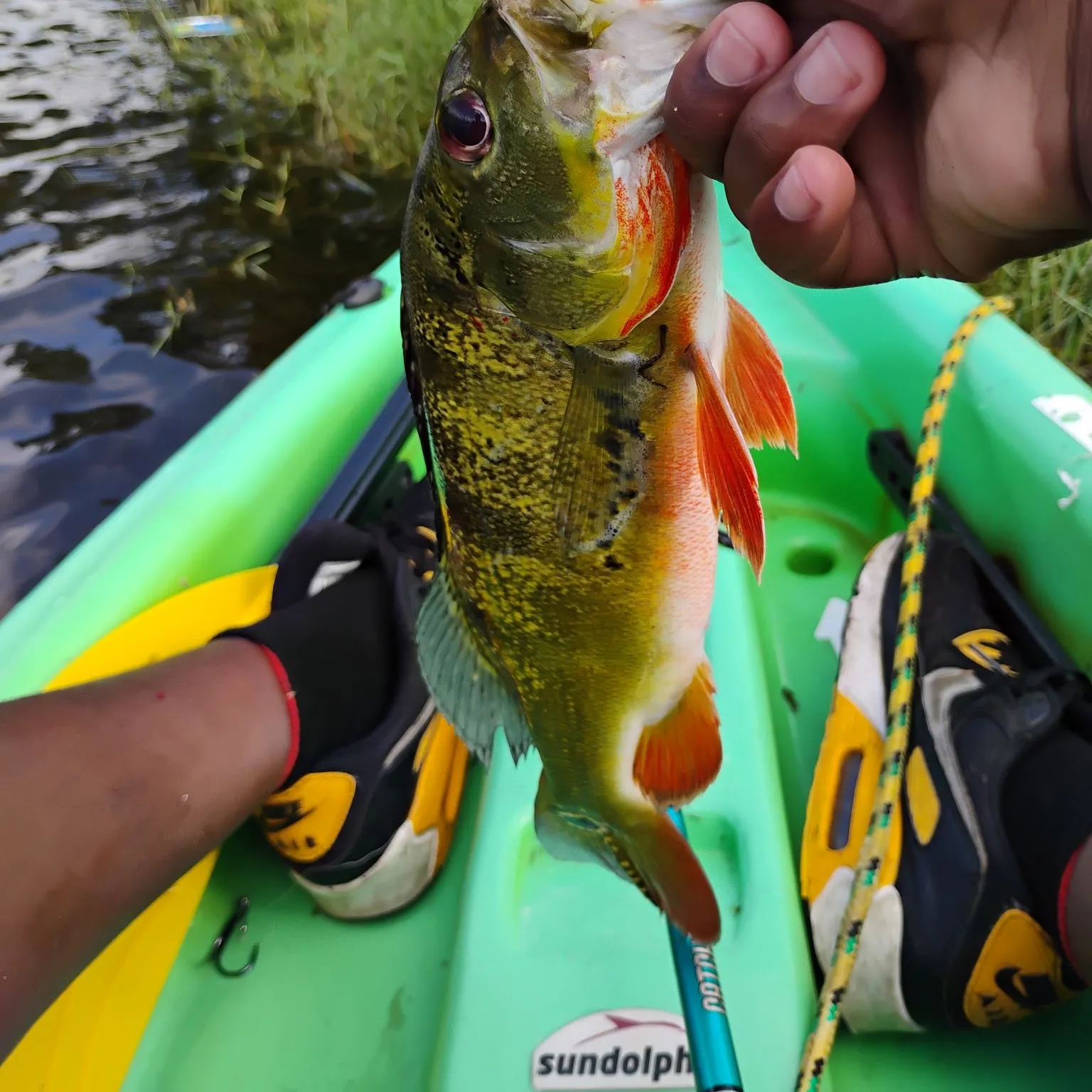 recently logged catches