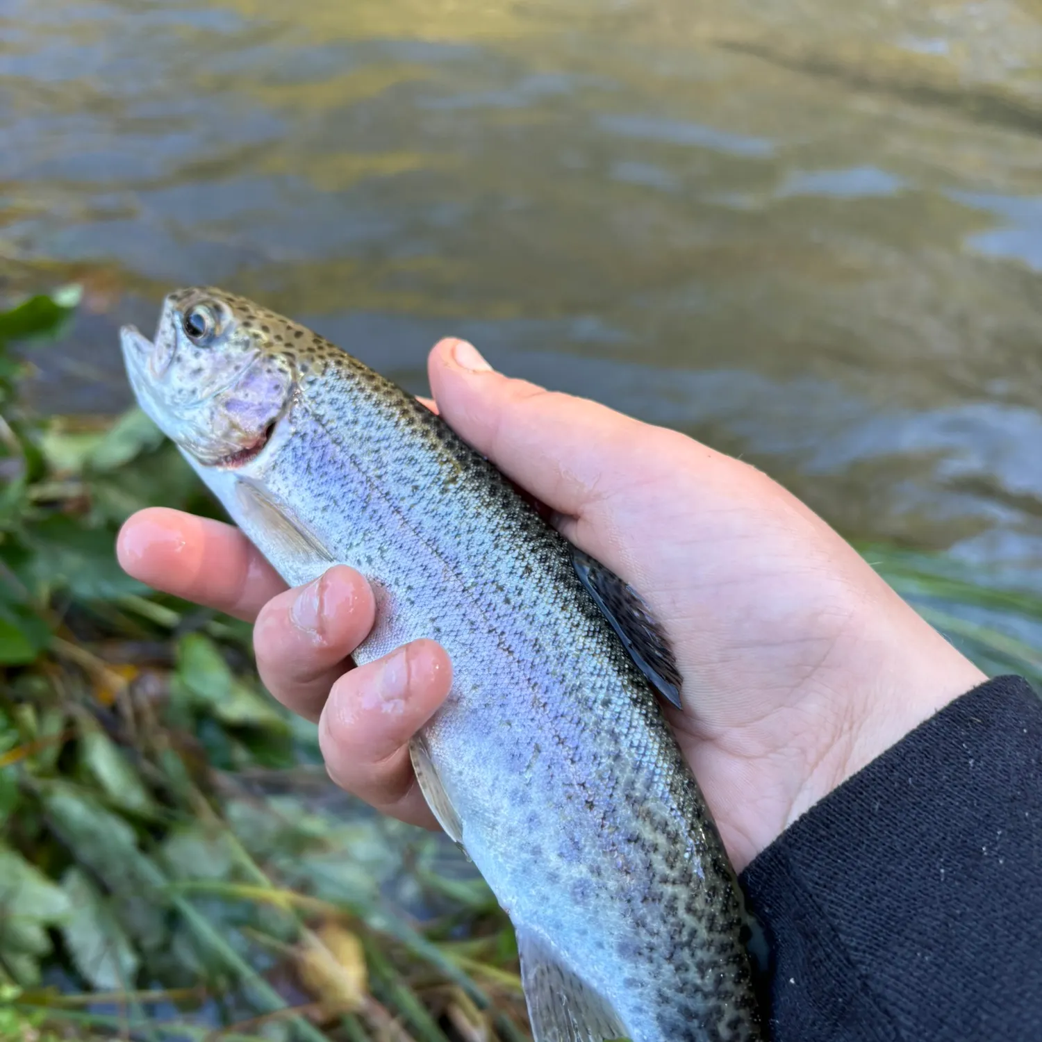 Rainbow trout caught on Fishbrain